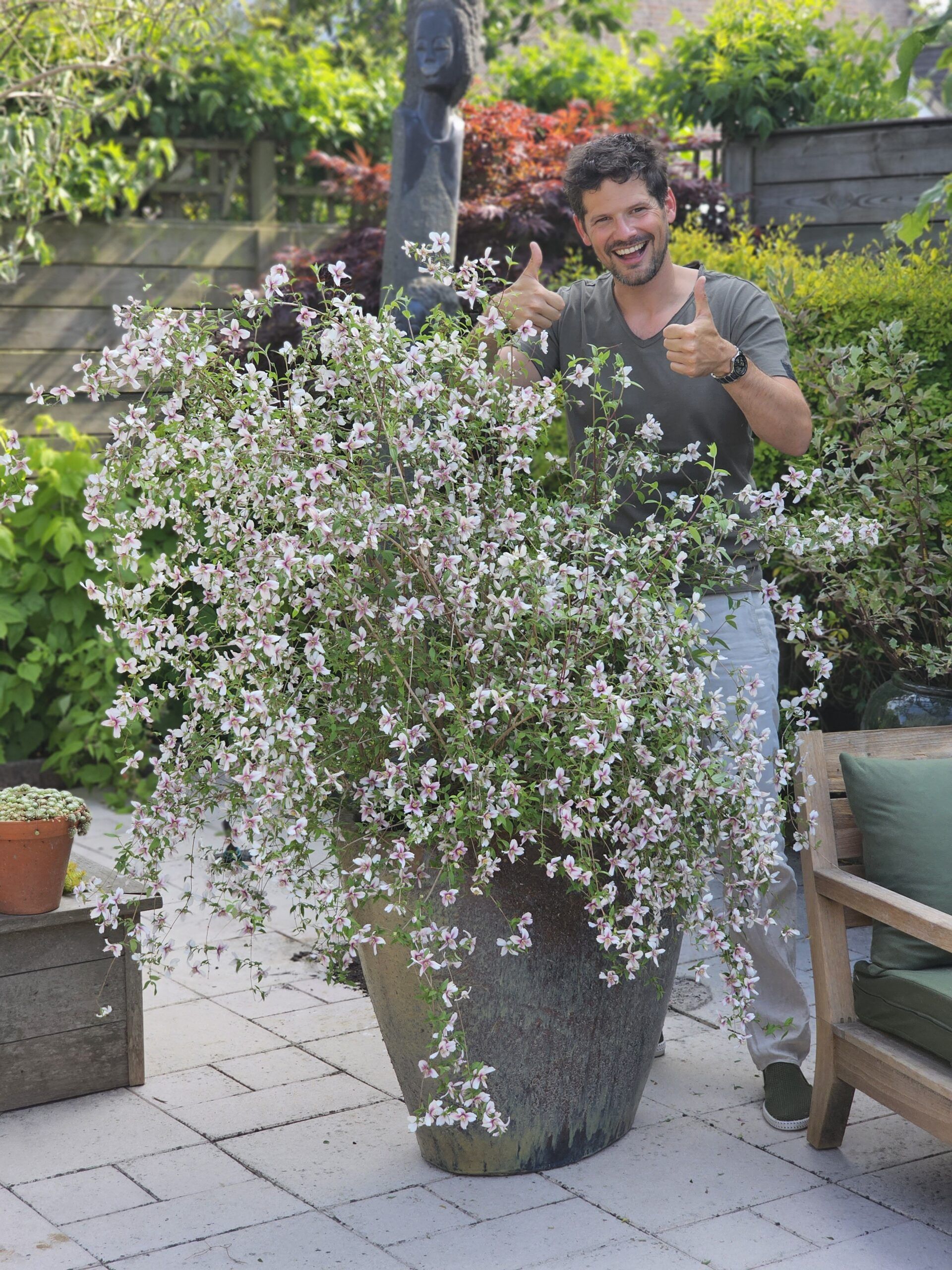 Philadelphus Petite Perfume Pink 13 scaled 49bb81cb