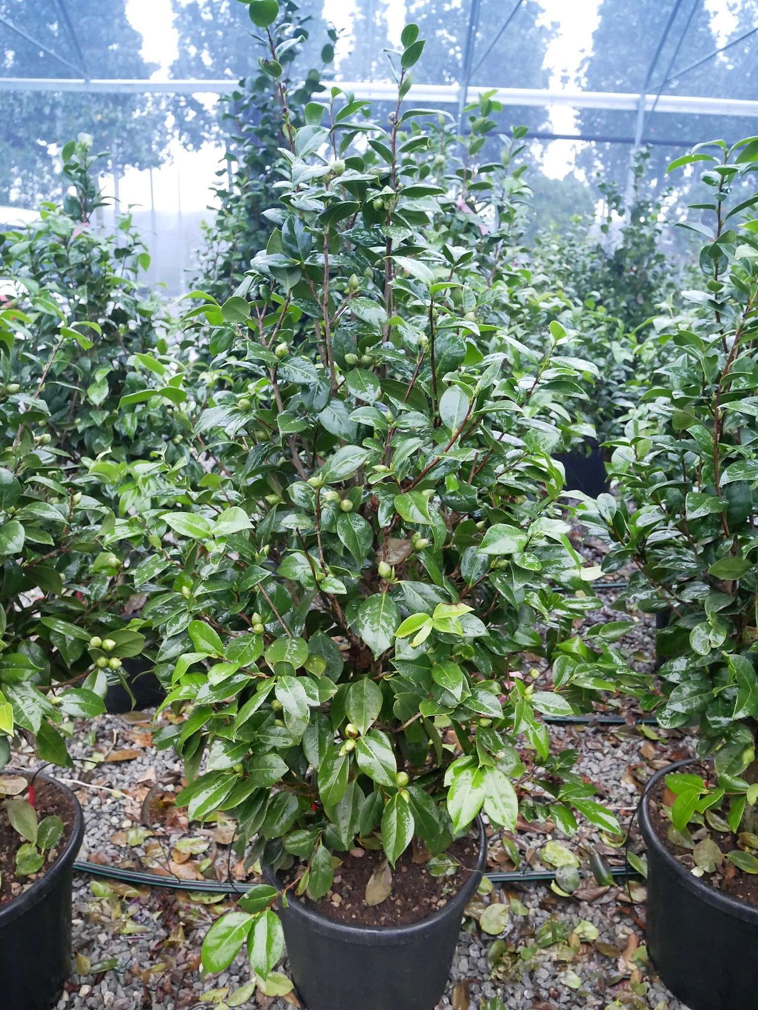 1614154837 6 Camellia japonica Kick Off Rose Blanc New Clt 30 35 100 125 61 00 4a245416