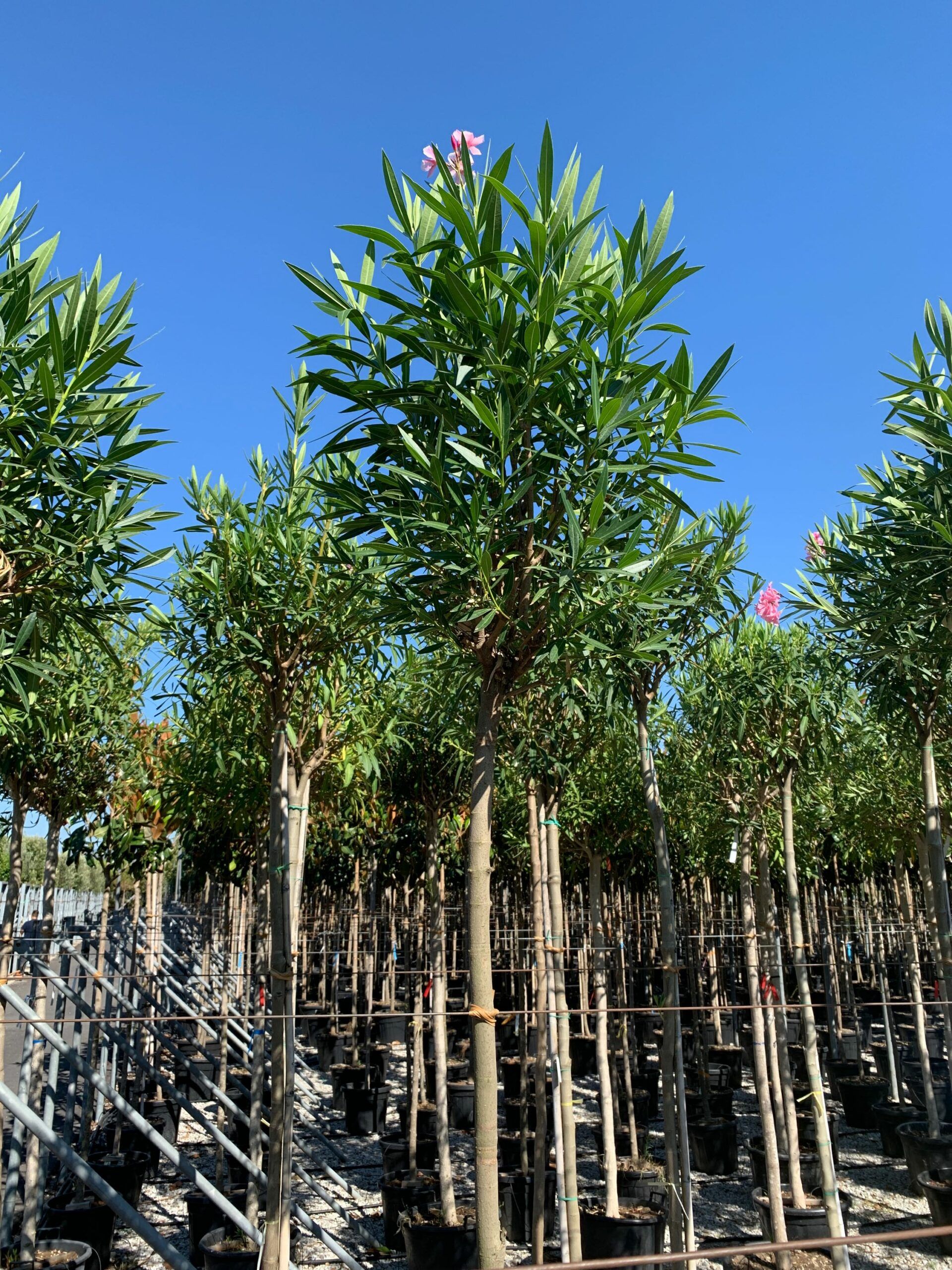 1657897274 scaled 4a6858f0