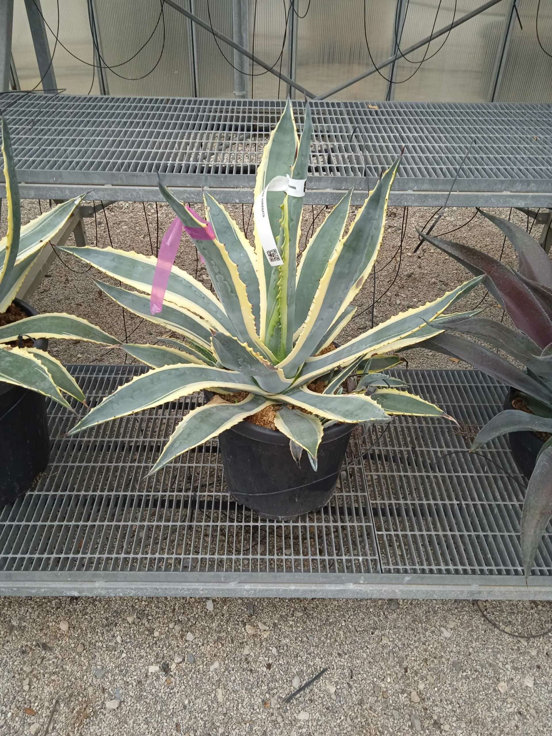 1662188296 scaled 4aa260a0