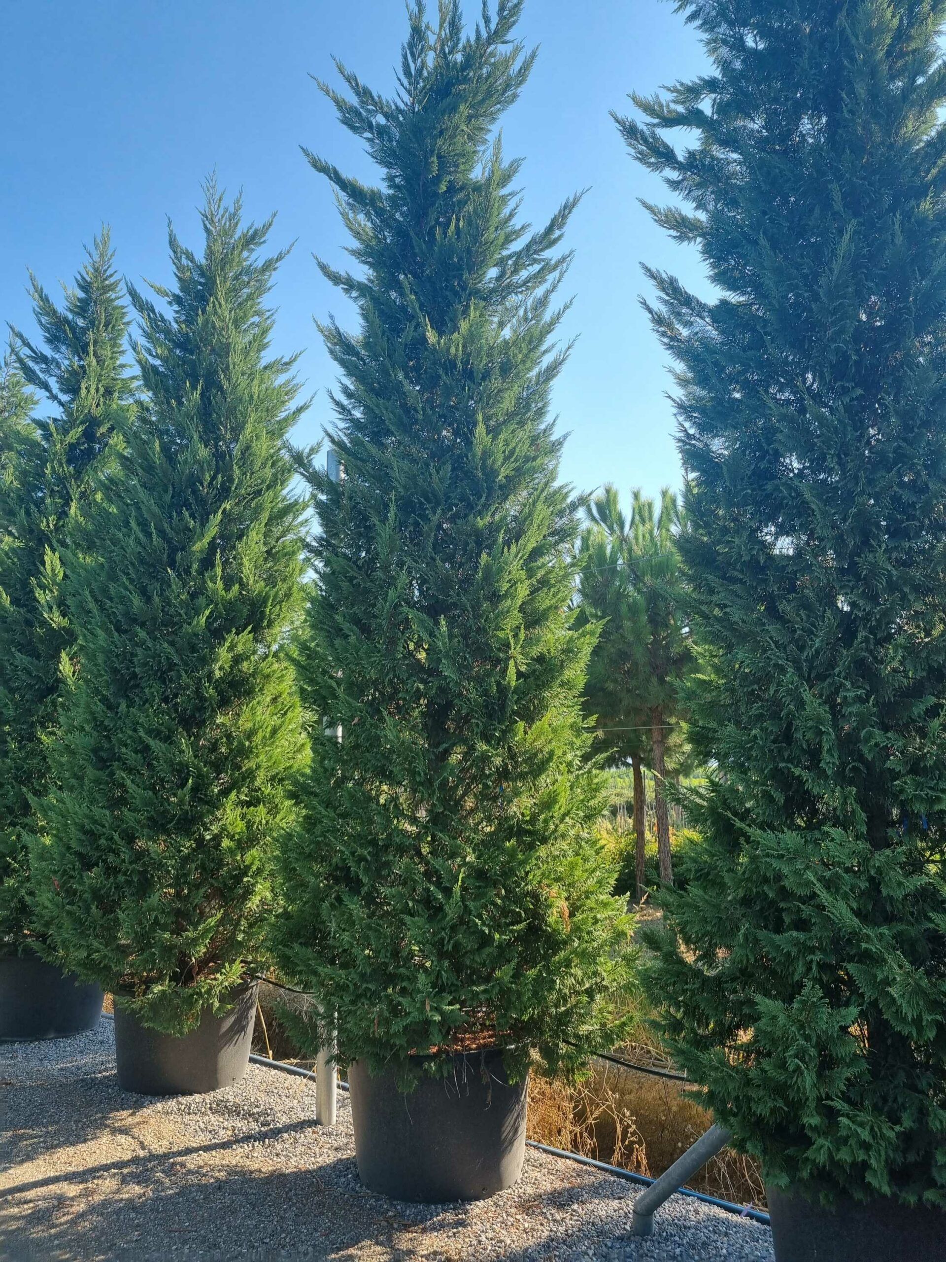 1692689234 scaled 4a780ed6