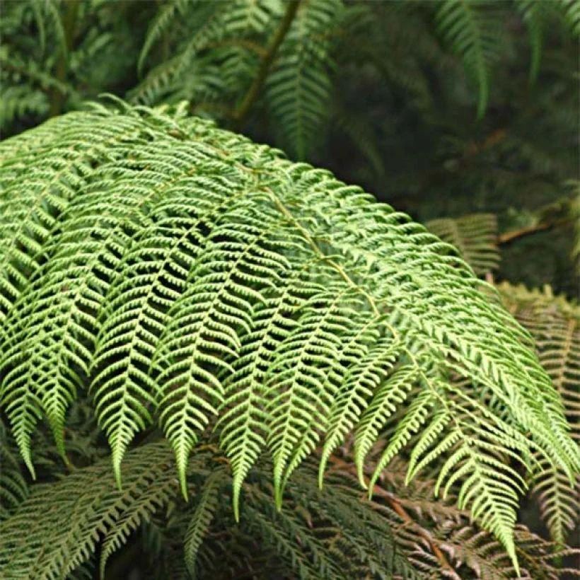 Cyathea cooperi 84989 FE 4acb8e27