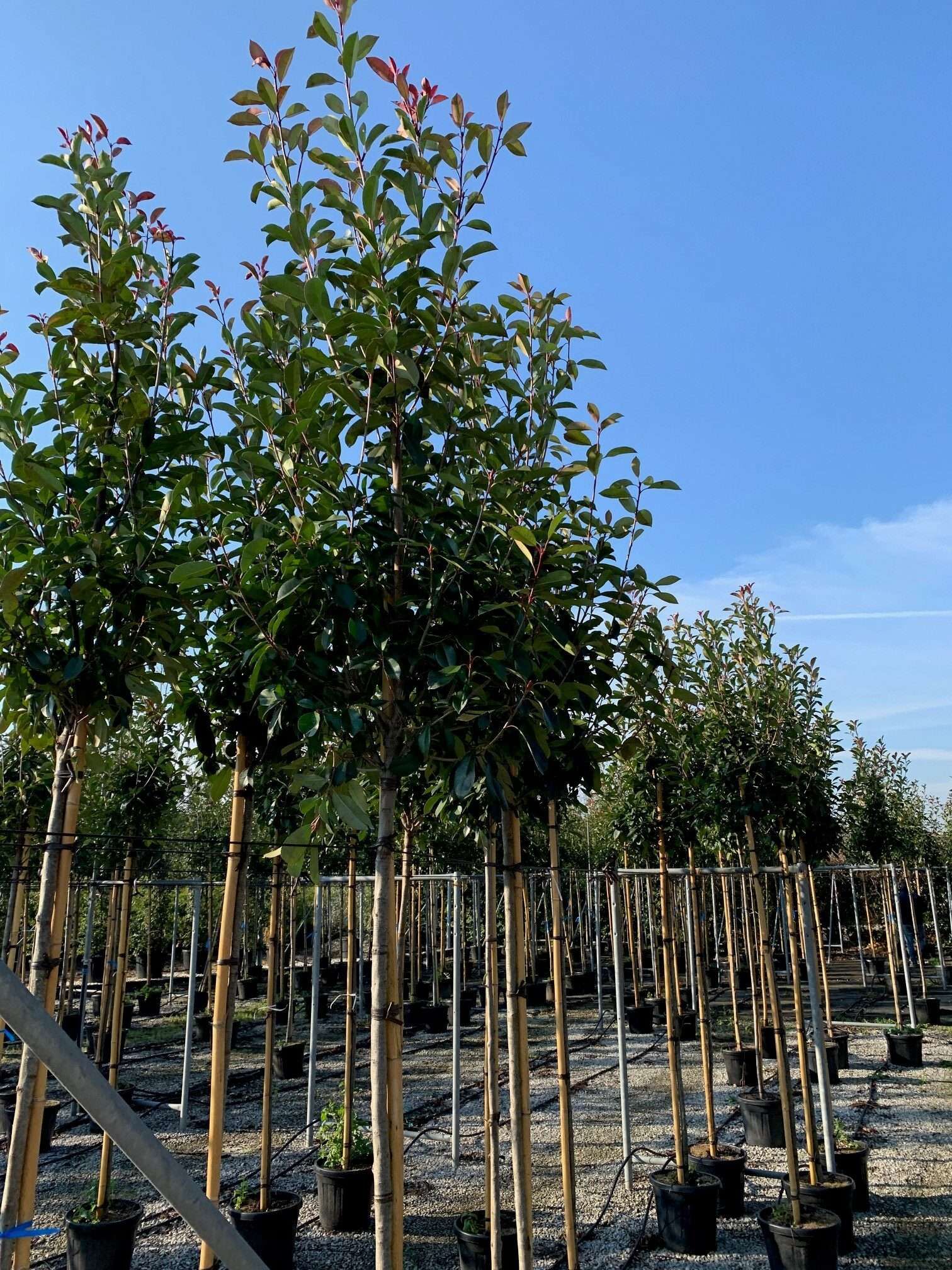 1606498912 rotated 4b073969