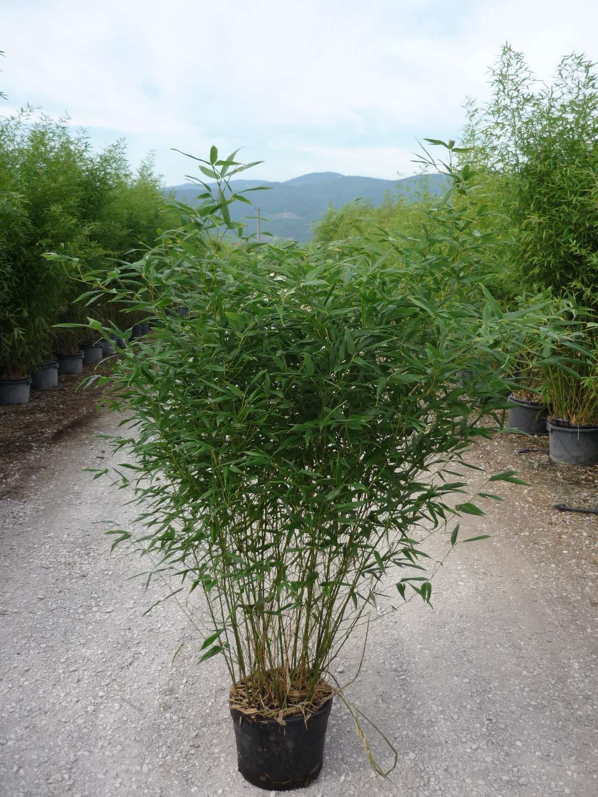 1617012048 bambusa bissetti c10 100 150 4b78021c