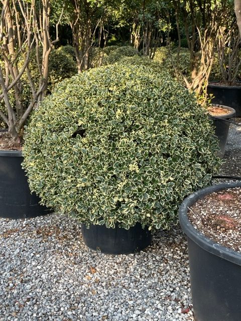 1661589471 IMG 3198 4b53ed50