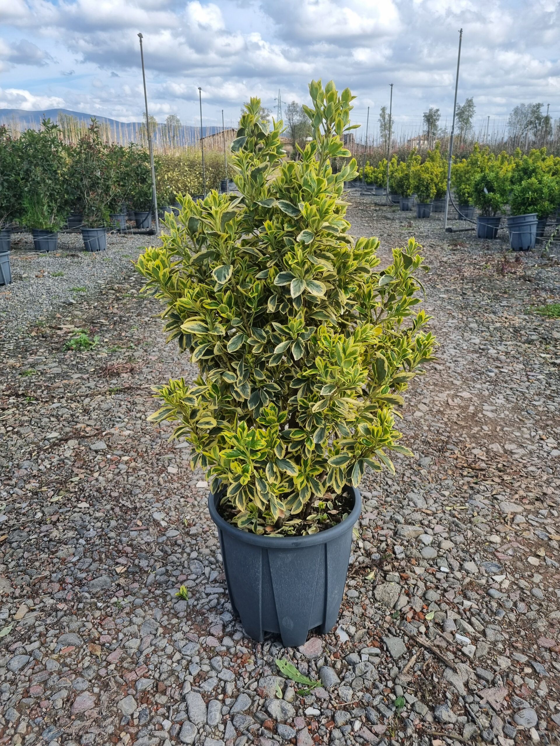 1680275688 Euonymus Jap. Bravo clt18 080 100 scaled 4b3de095