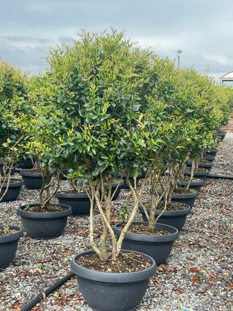 1680428110 IMG 6991 4b718248