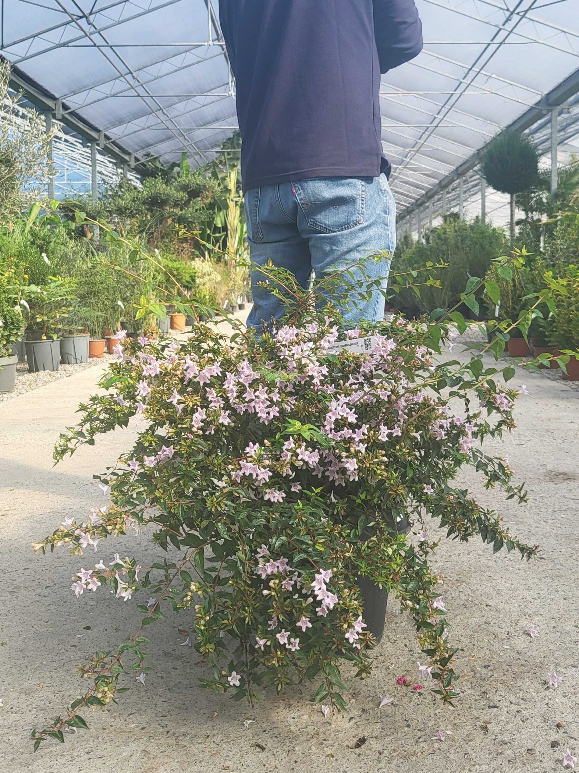 1696259792 Abelia grandiflora EDWARD GOUCHER C7 10 scaled 4b255011