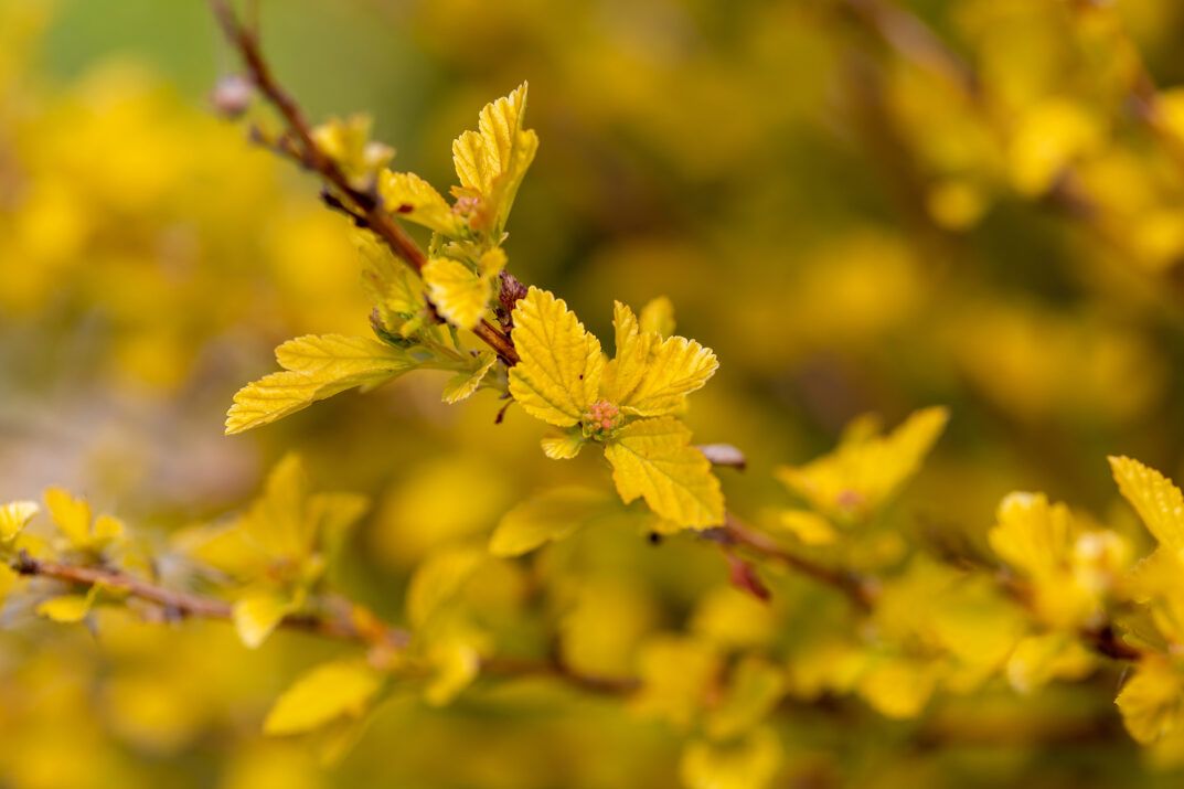 PHYSOCARPUS opulifolius 'Lucky Devil' FE ®