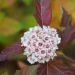 physocarpus amber jubilee 3 4b11b06a