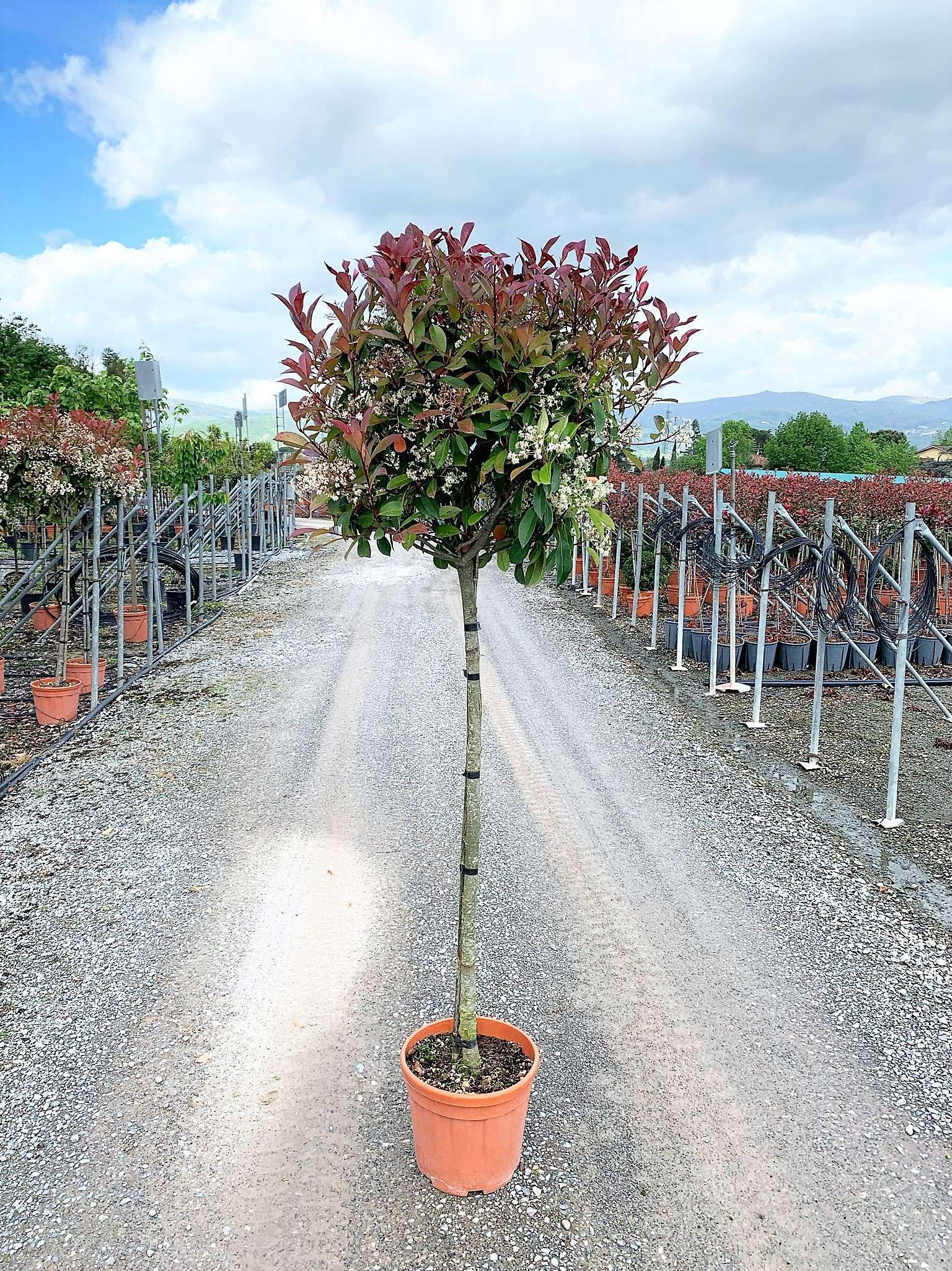 1621925098 015de1bfa66e4259db0a4ec2f77f91ba9b1c735420 4c56d2f9