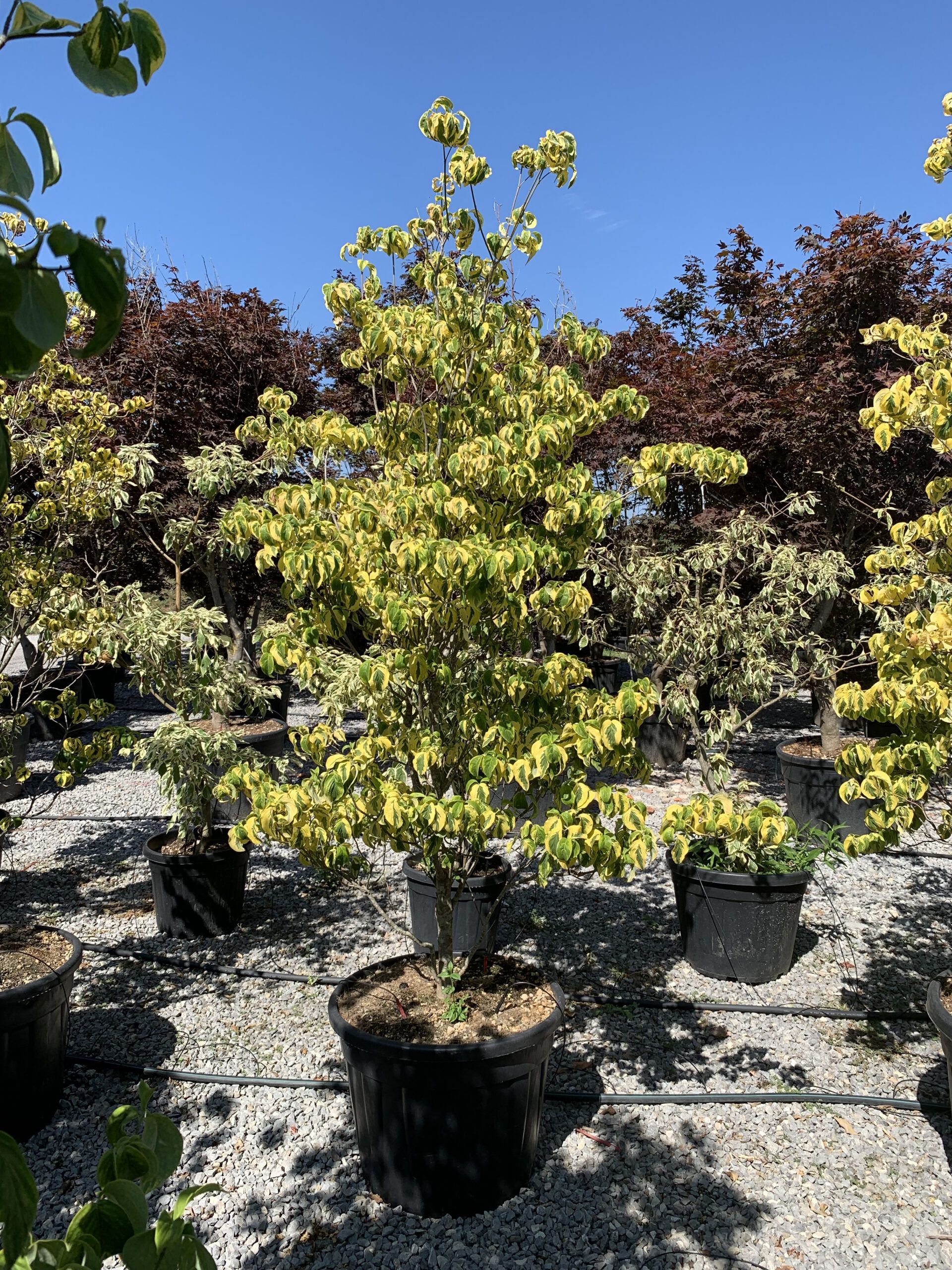 1657194778 scaled 4cdfe7d9