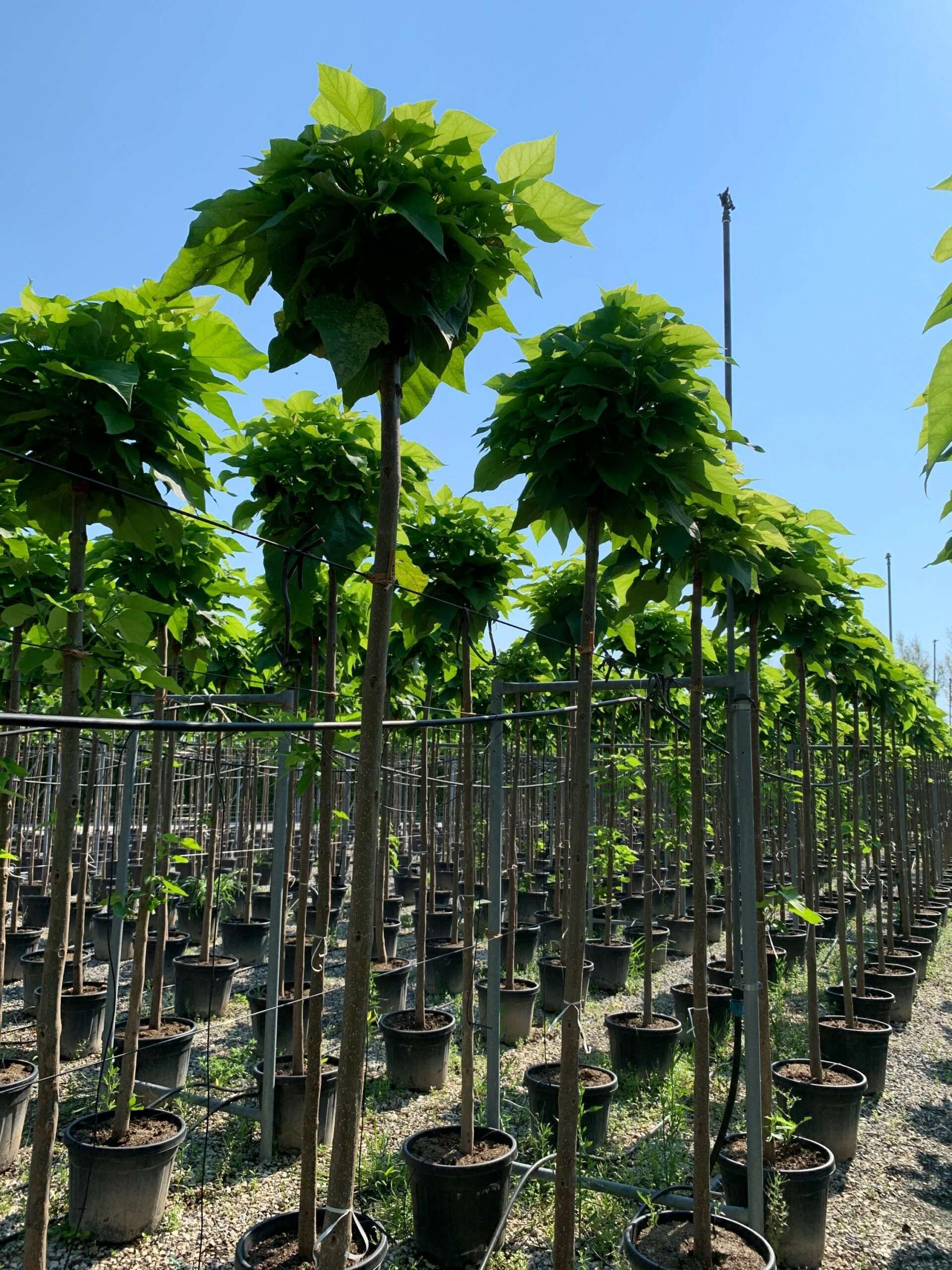 1658131110 scaled 4c293b94