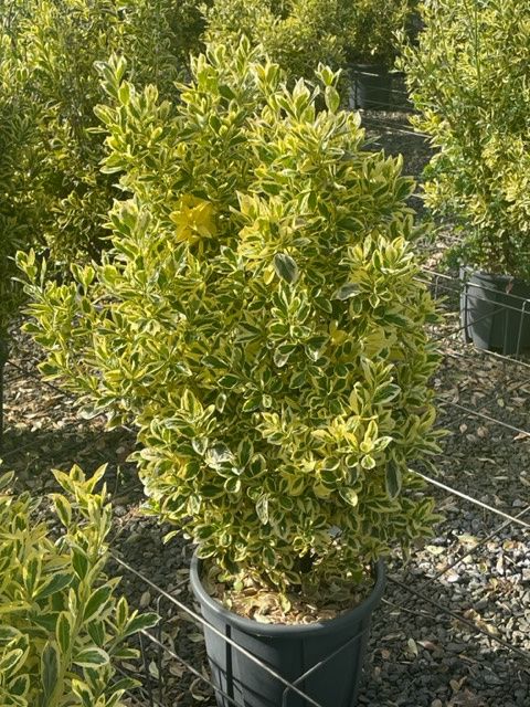 1682667707 Euonymus Bravo clt18 080 100 4ca19dcb