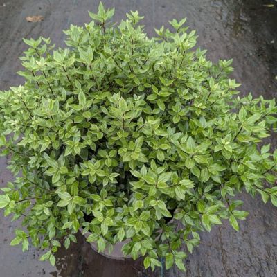 PITTOSPORUM tenuifolium 'Midget'
