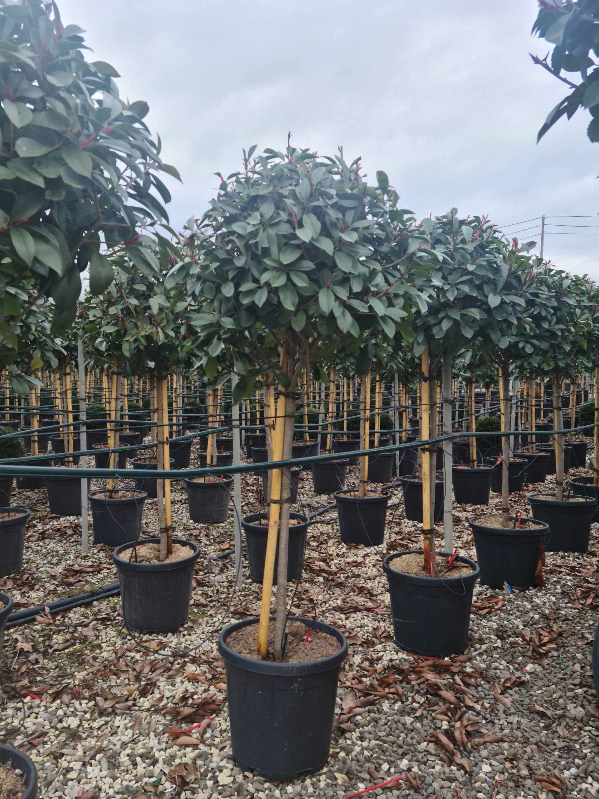 1640096805 scaled 4de5ca5b