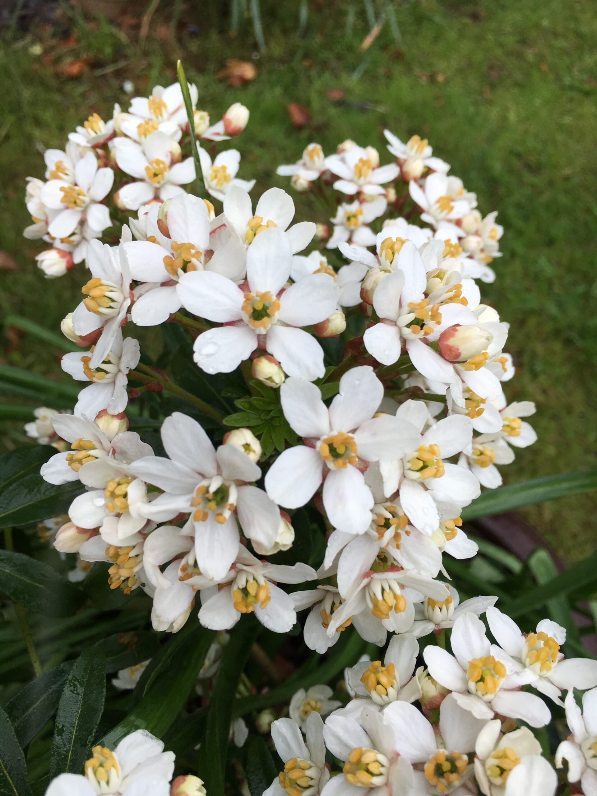 Choisya Greenfingers 7 scaled 4db6b512