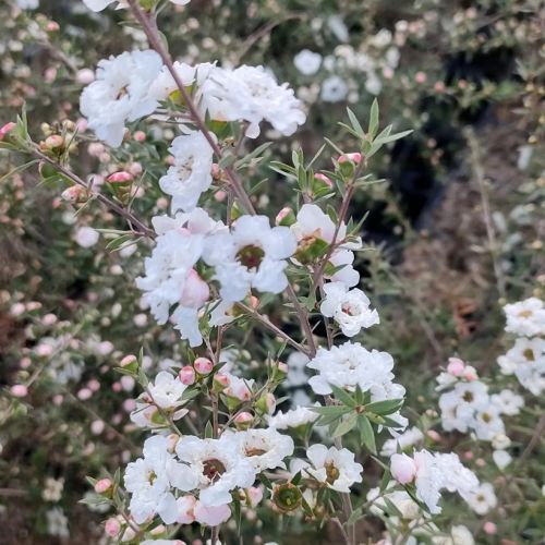 LEPTOSPERMUM 'Snow Fluries' ®