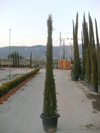 1610962939 Cupressus Semp. Pyramidalis c45 200 250 4e1ddf93
