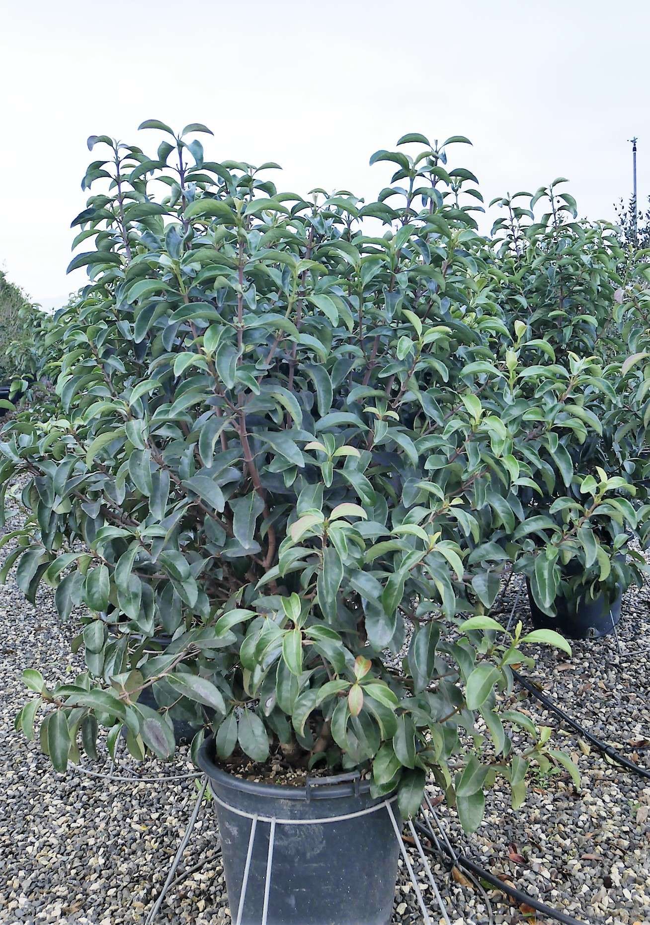 1614104431 7 Viburnum lucidum Clt 30 35 125 150 35 00 4e50521c