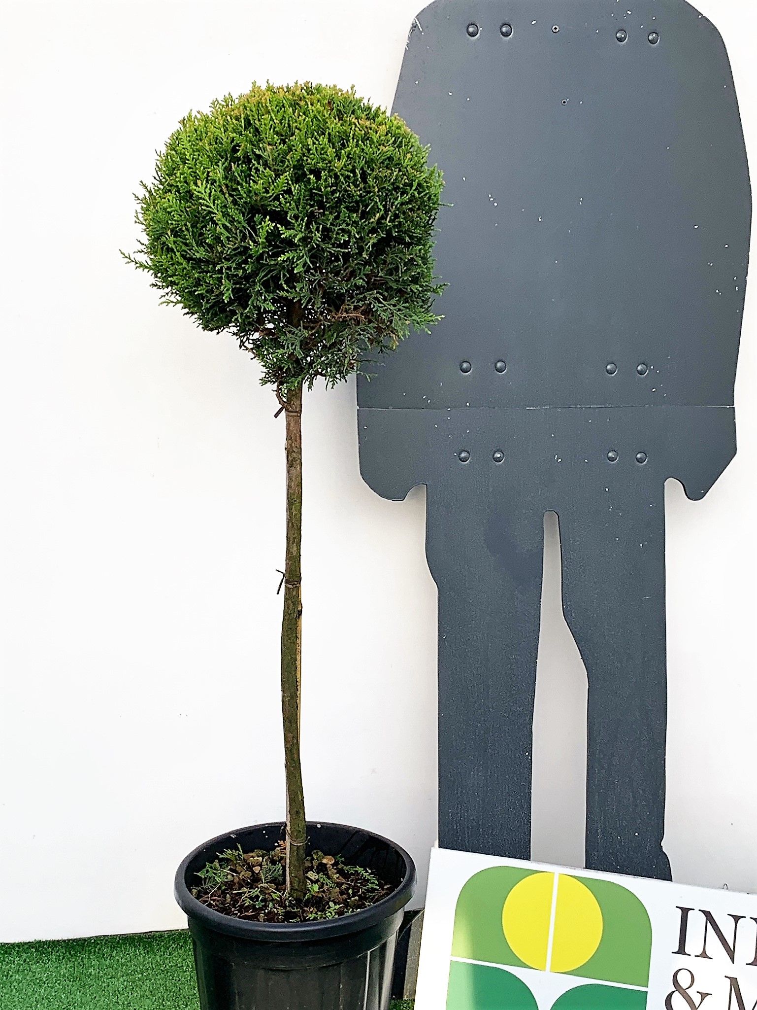 1616505070 5 Cupressocyparis leylandii Castlew. Gold Clt 18 Demitige 030 040 28 50 8051838084641 4e852e8c