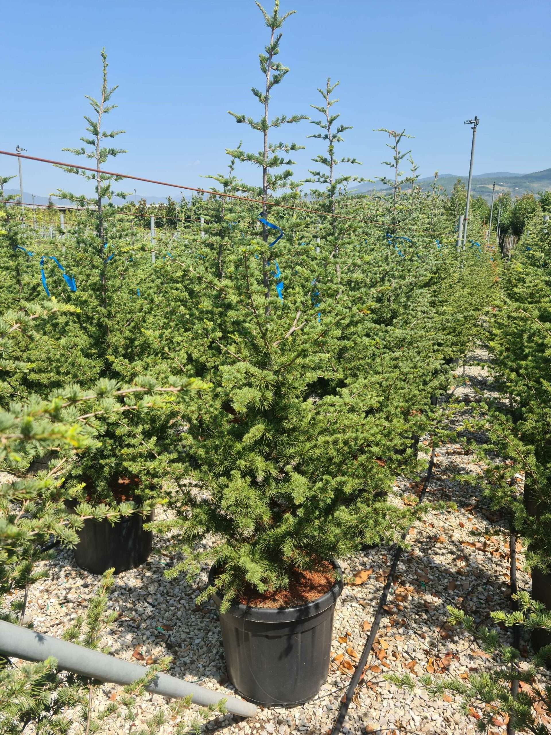 1657012595 scaled 4e2d319d