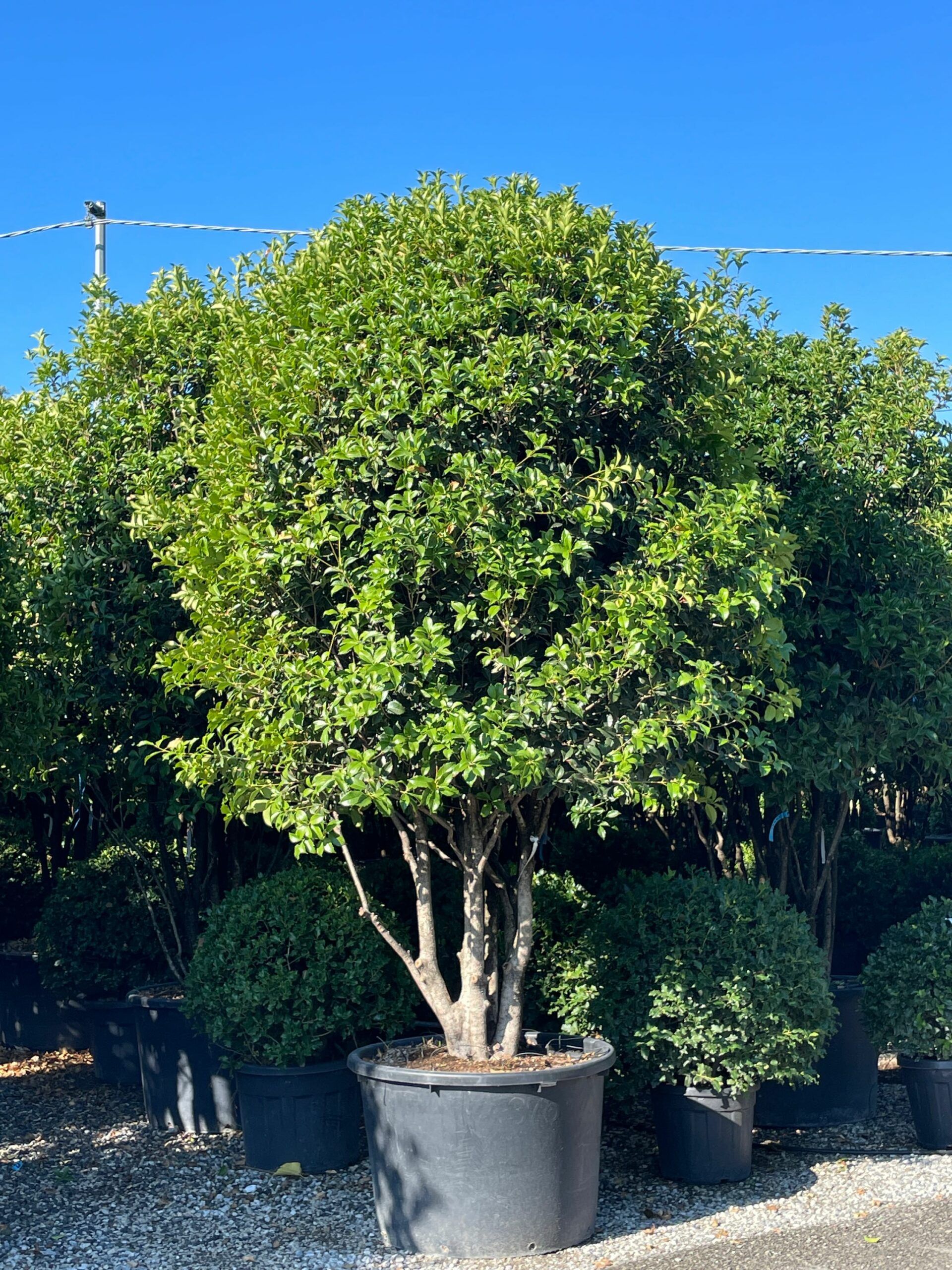 1660374185 scaled 4e3439fa