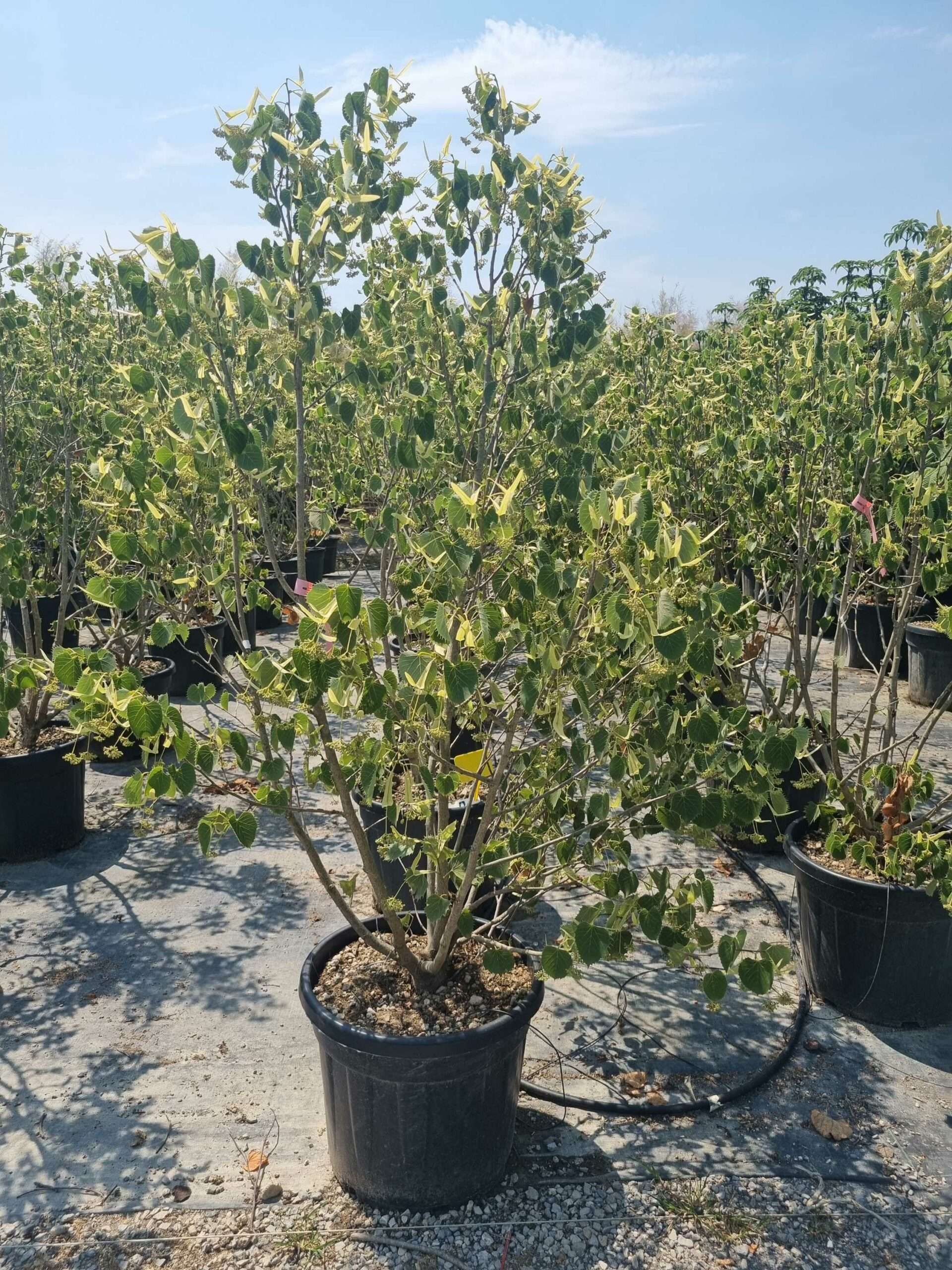 1687870754 scaled 4e88c1b4