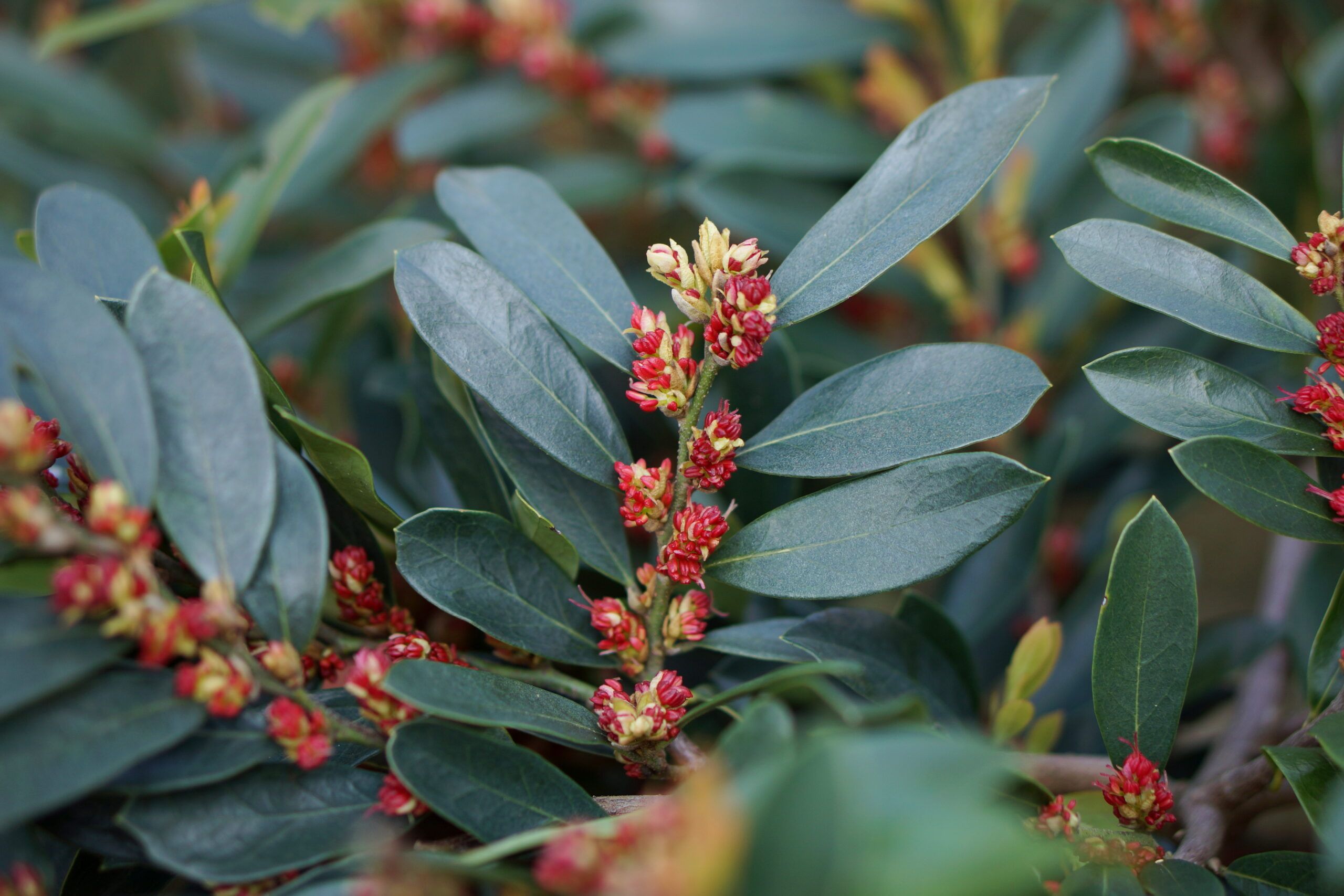 Distylium Blue Cascade 3 scaled 4e98406b