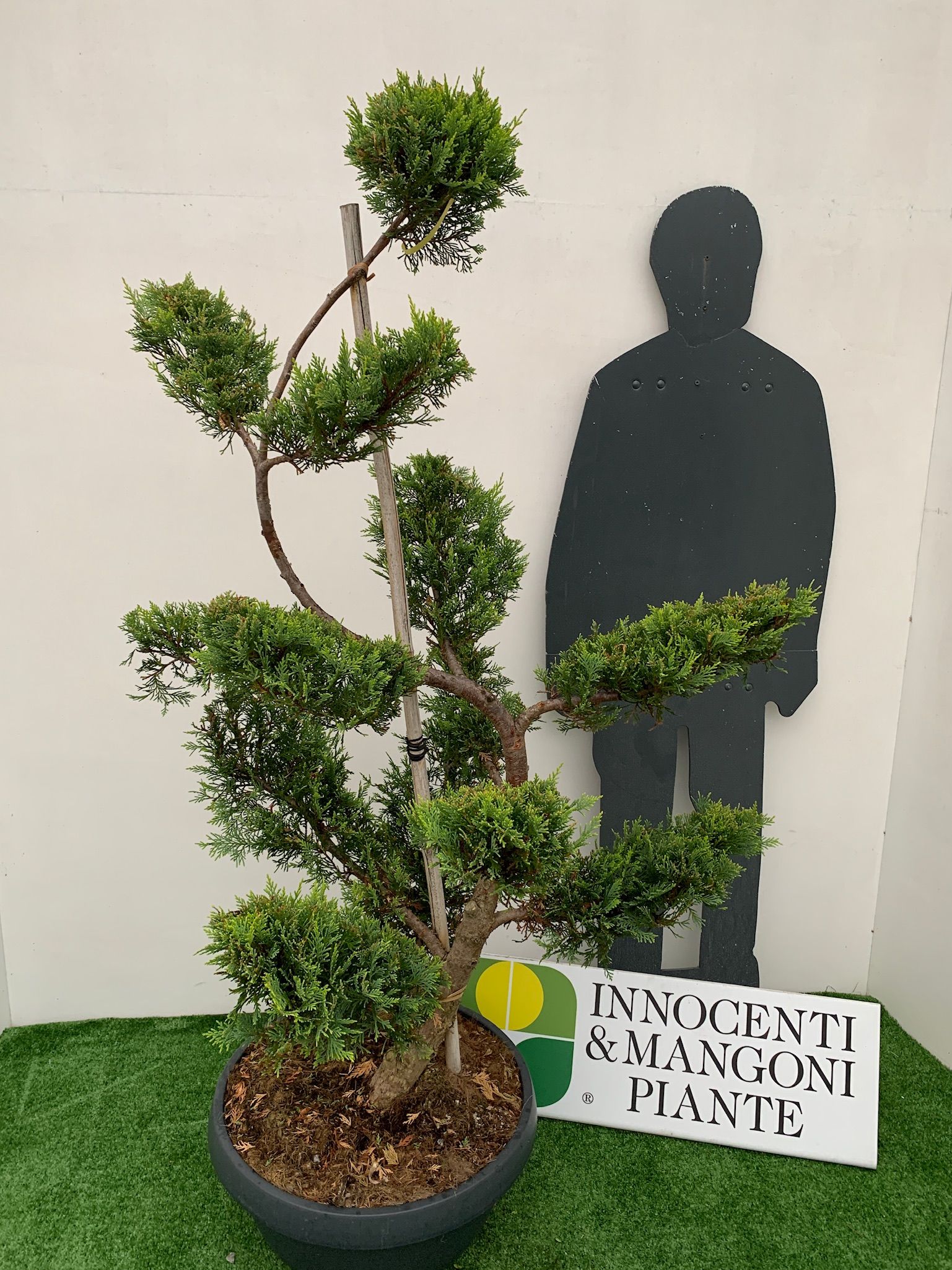 1610879086 5 Cupressocyparis leylandii Castlew. Gold Coupe 50 140 160 Bonsai tronc S 4f6dc73d