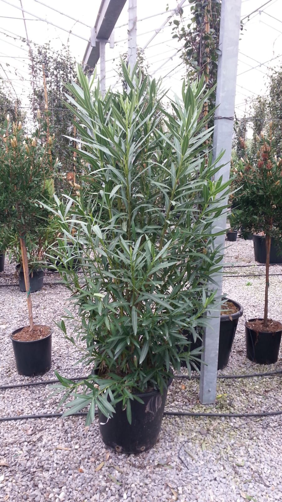 1611911032 Nerium c50 150 4fc3691c