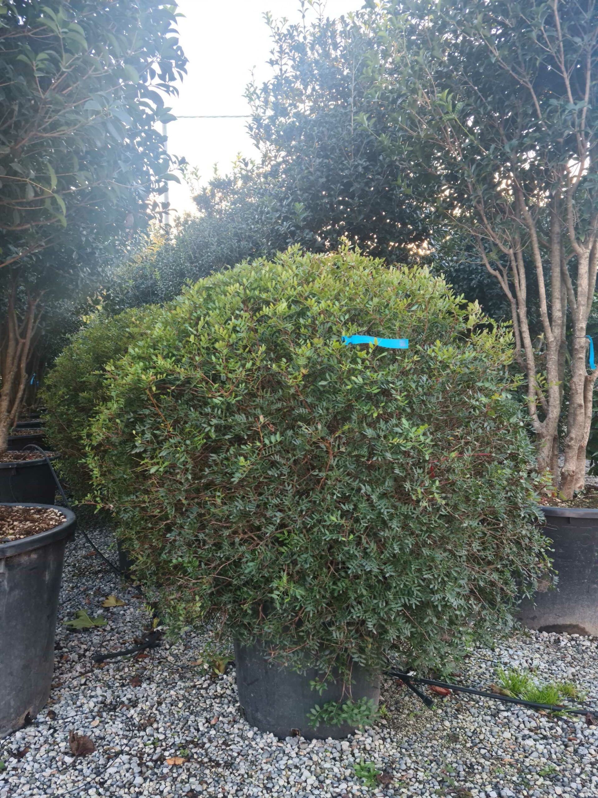 1639407587 scaled 4f636060