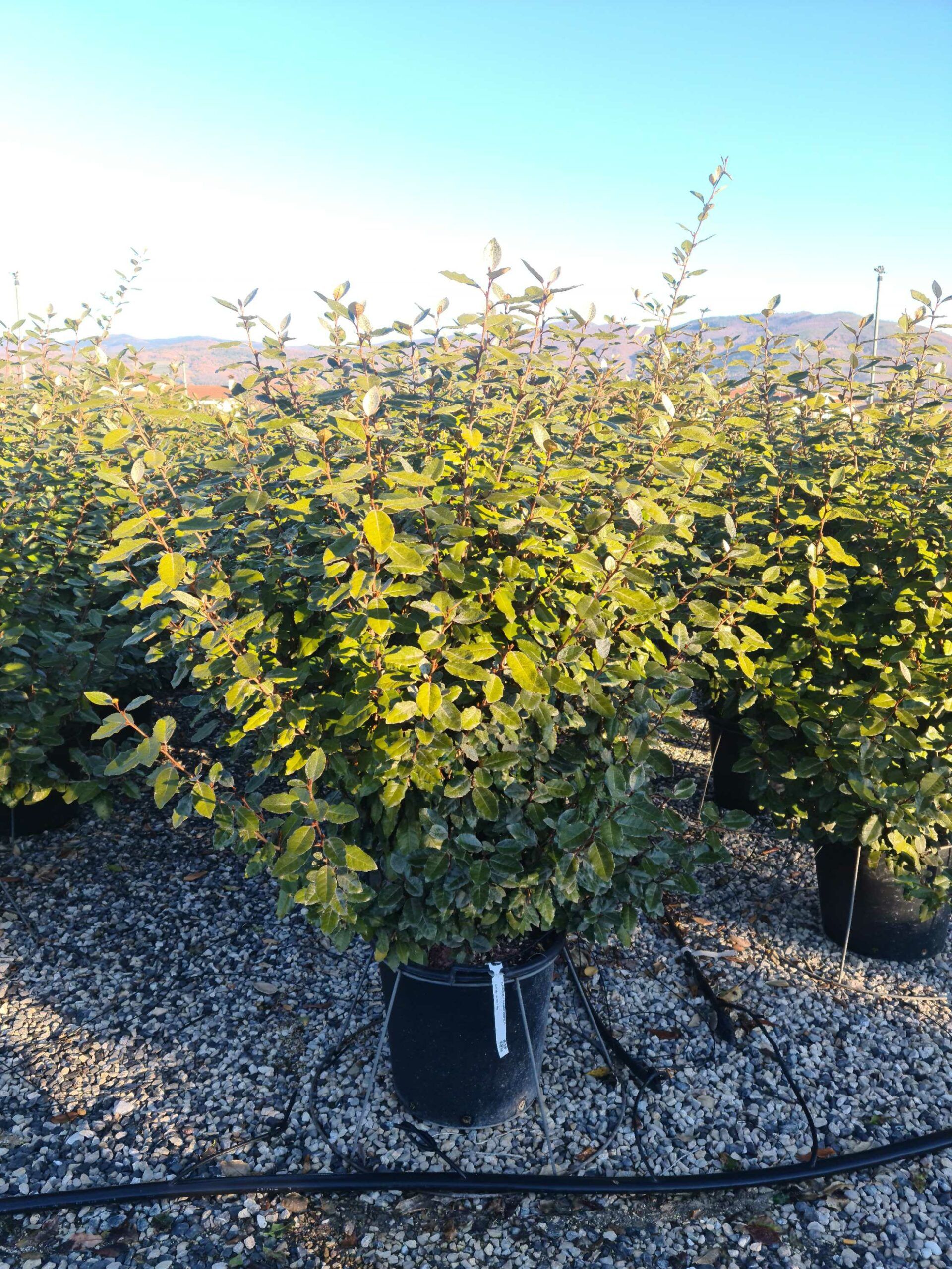 1639729438 scaled 4f7d37e3