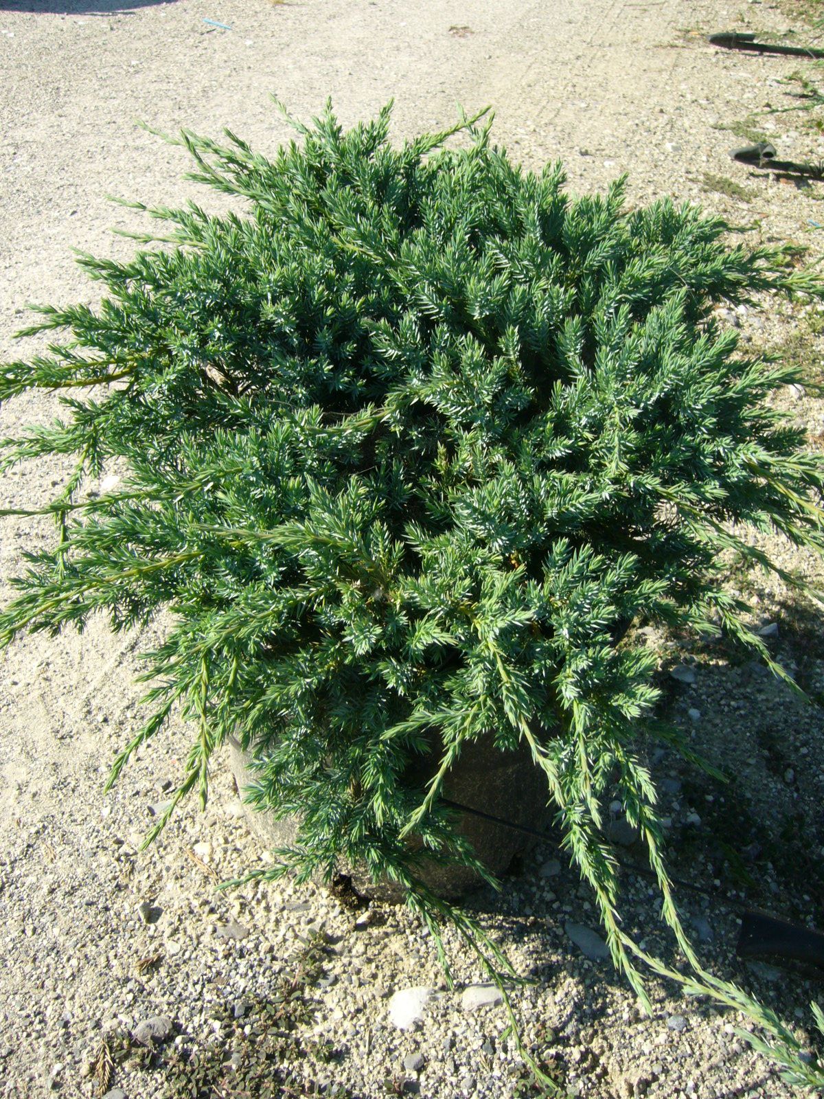 1647108692 Juniperus Blue Carpet Pag.234 4f589d01