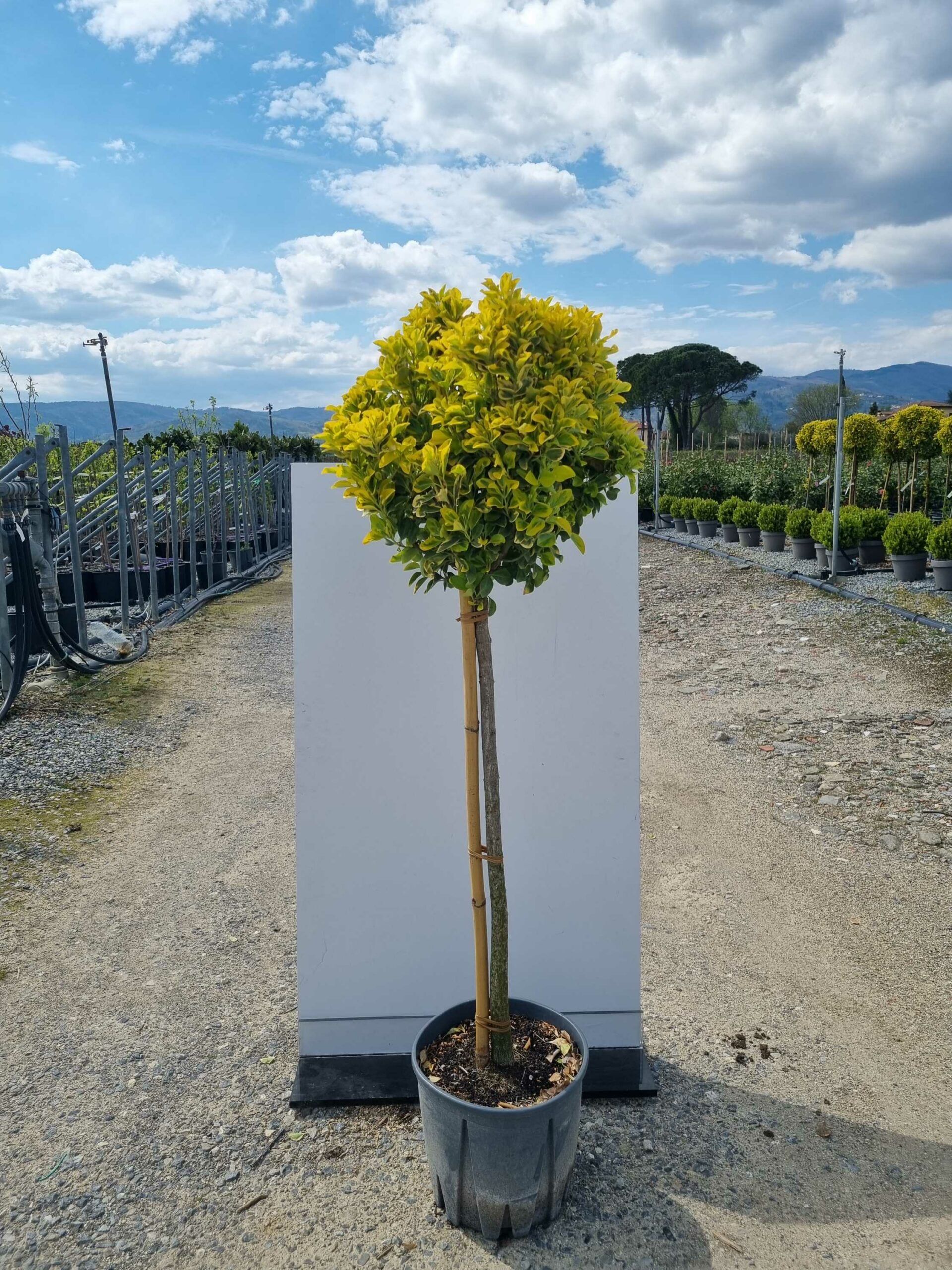 1681822388 scaled 4f29656b