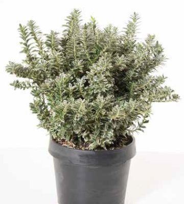 1614103078 euopuarc7 50235253