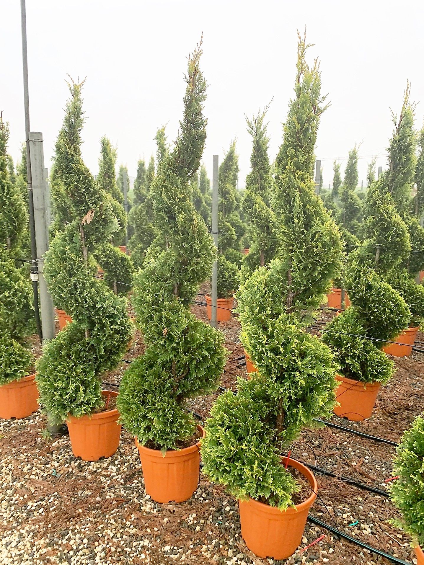 1614164259 0112bab14dc541b9459c7e42b70d1d6b57784fa6c8 509592bd