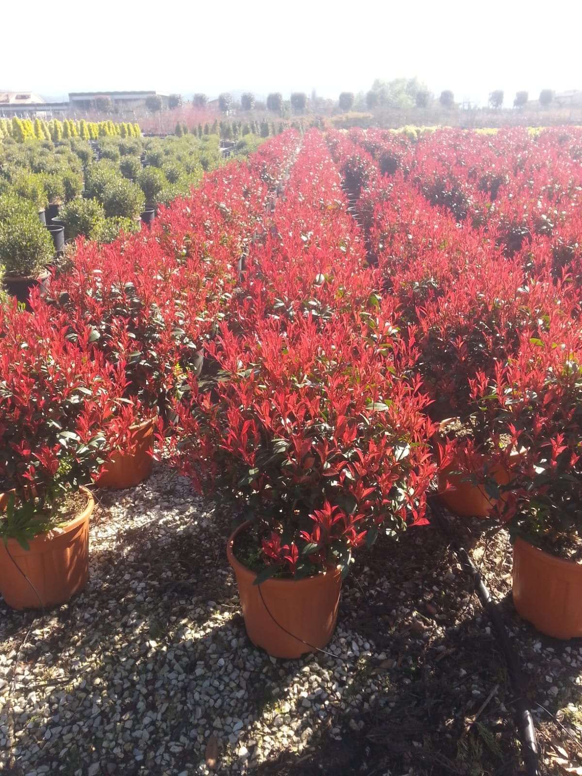 1616493756 010a165fd32cbbab064fb8c87a7b0d6535ca299f93 50cfc81d