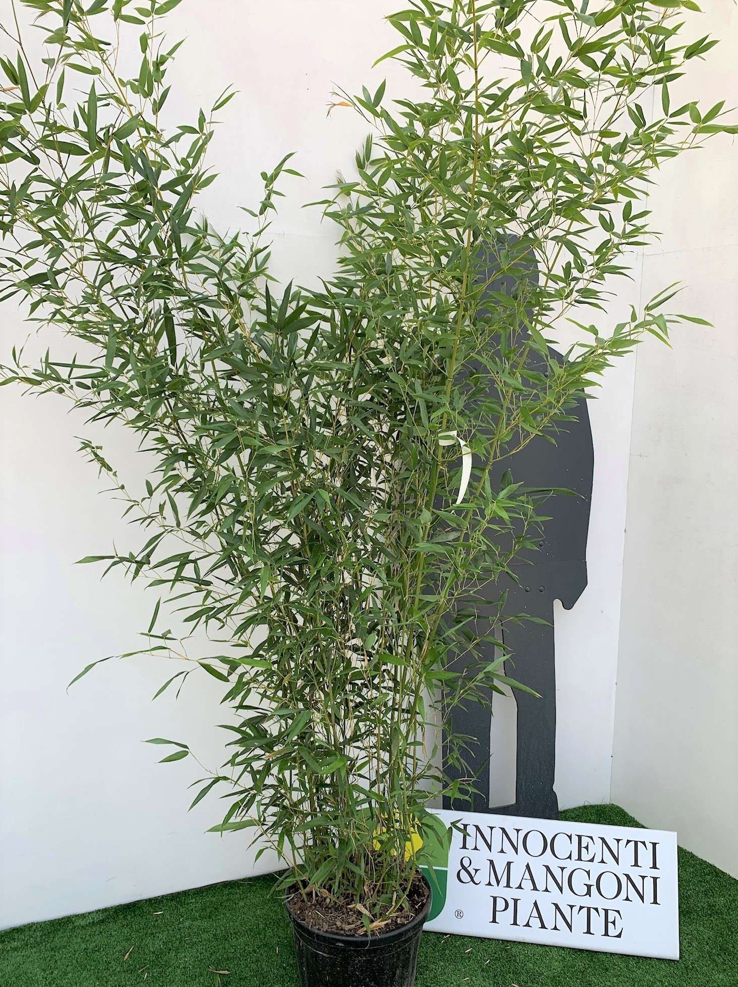 1629993485 8 Bambusa Phyllostachys Bissetii Clt 15 150 200 20 50 50ad6d29