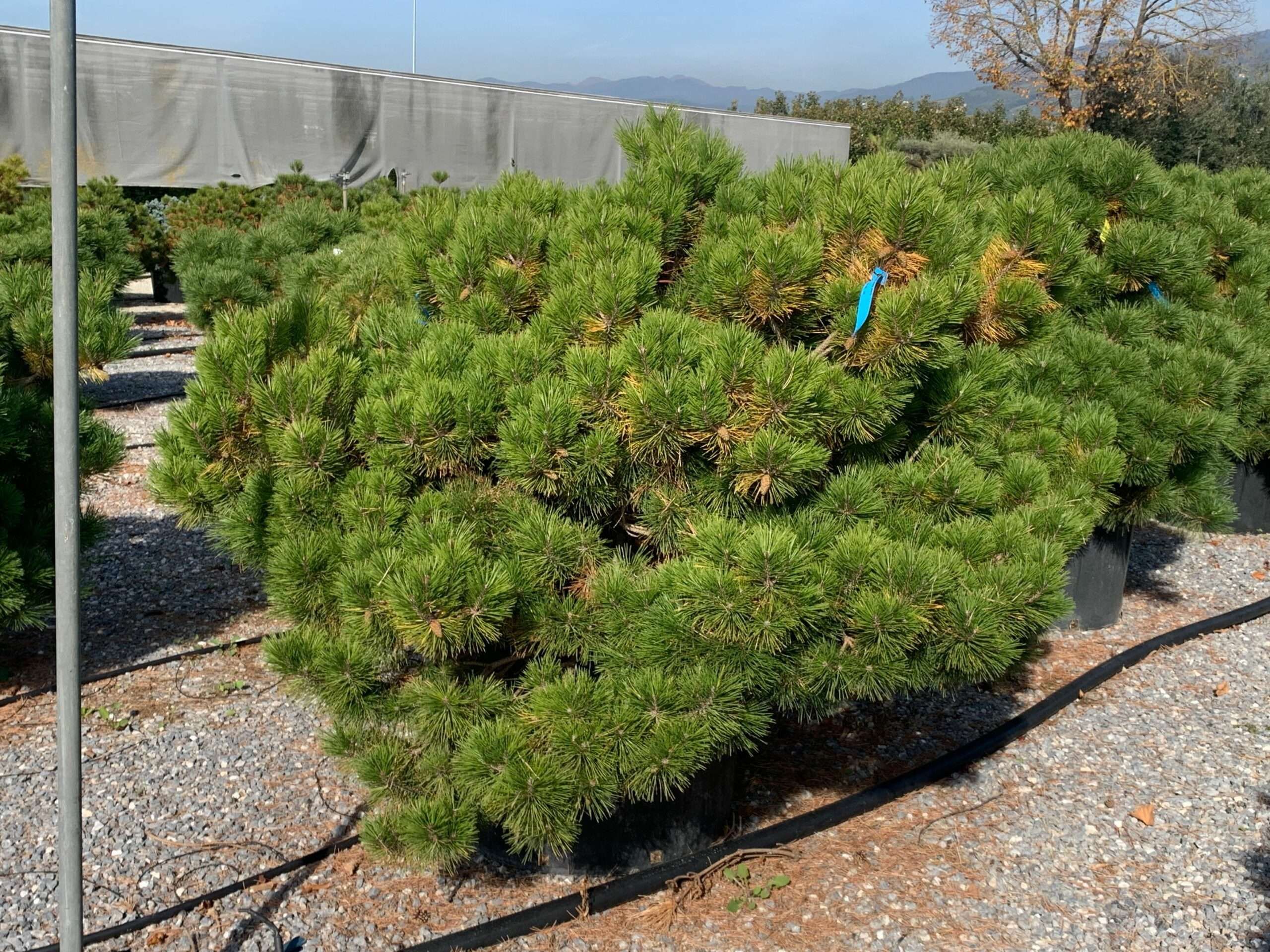 1635501850 scaled 50caed30