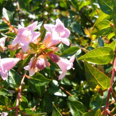 ABELIA x grandiflora 'Edward Goucher'