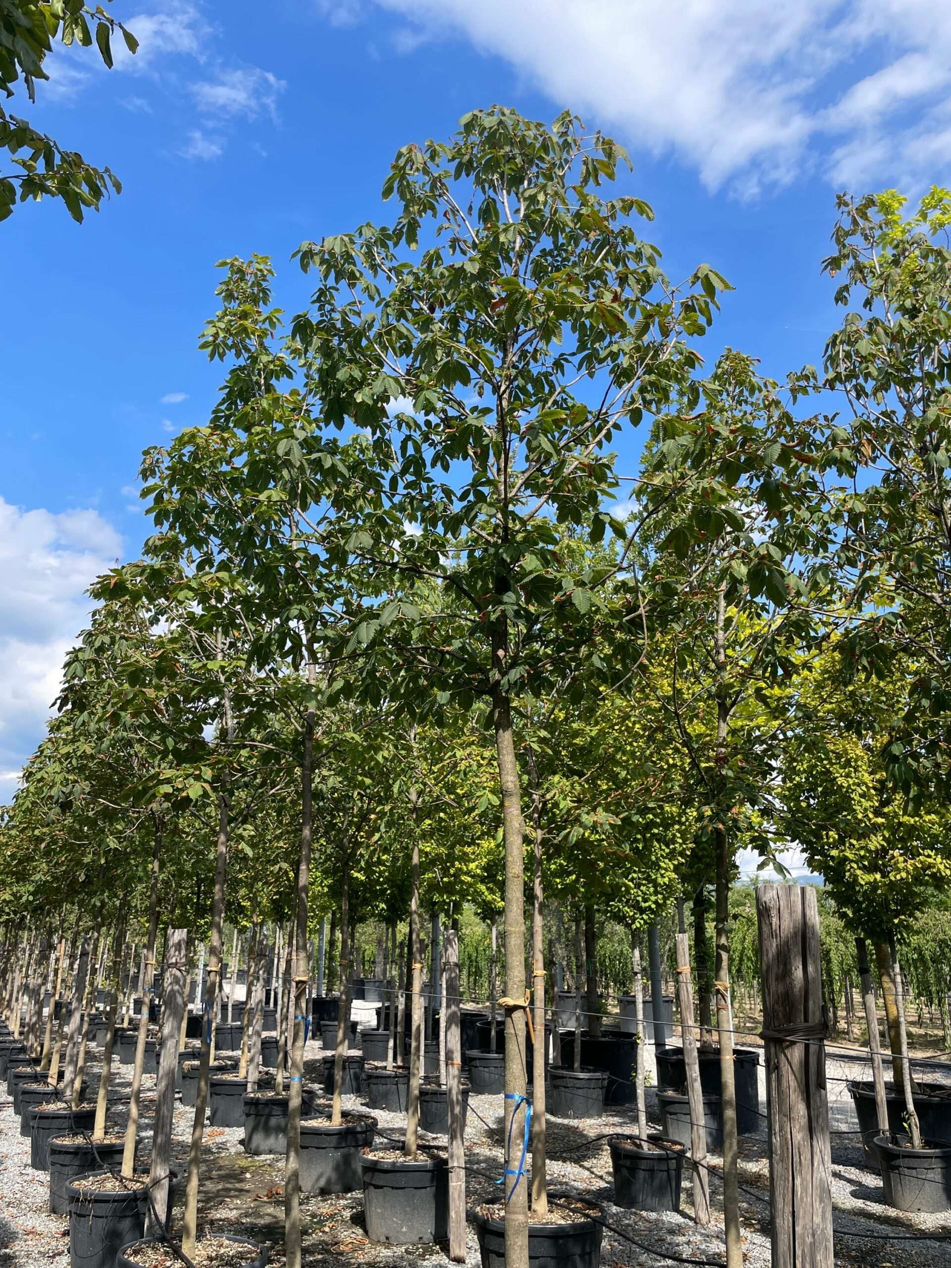 1662123678 scaled 50cc09c2