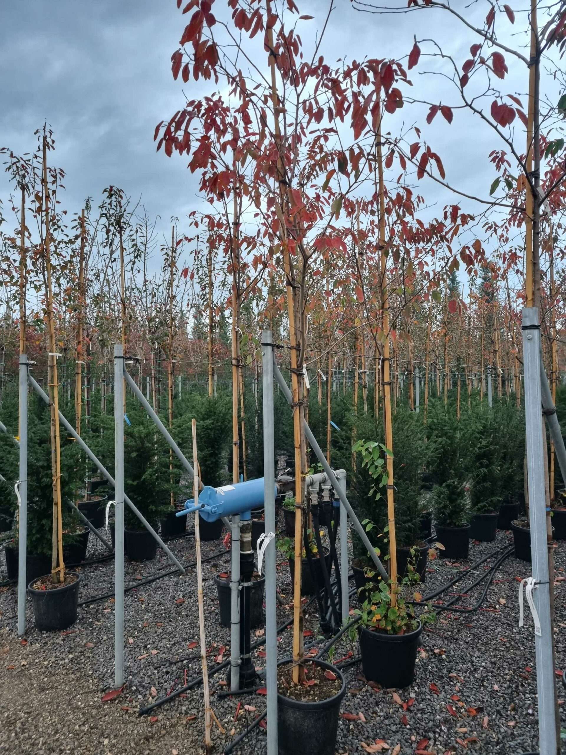 1668699370 scaled 50b3de7d