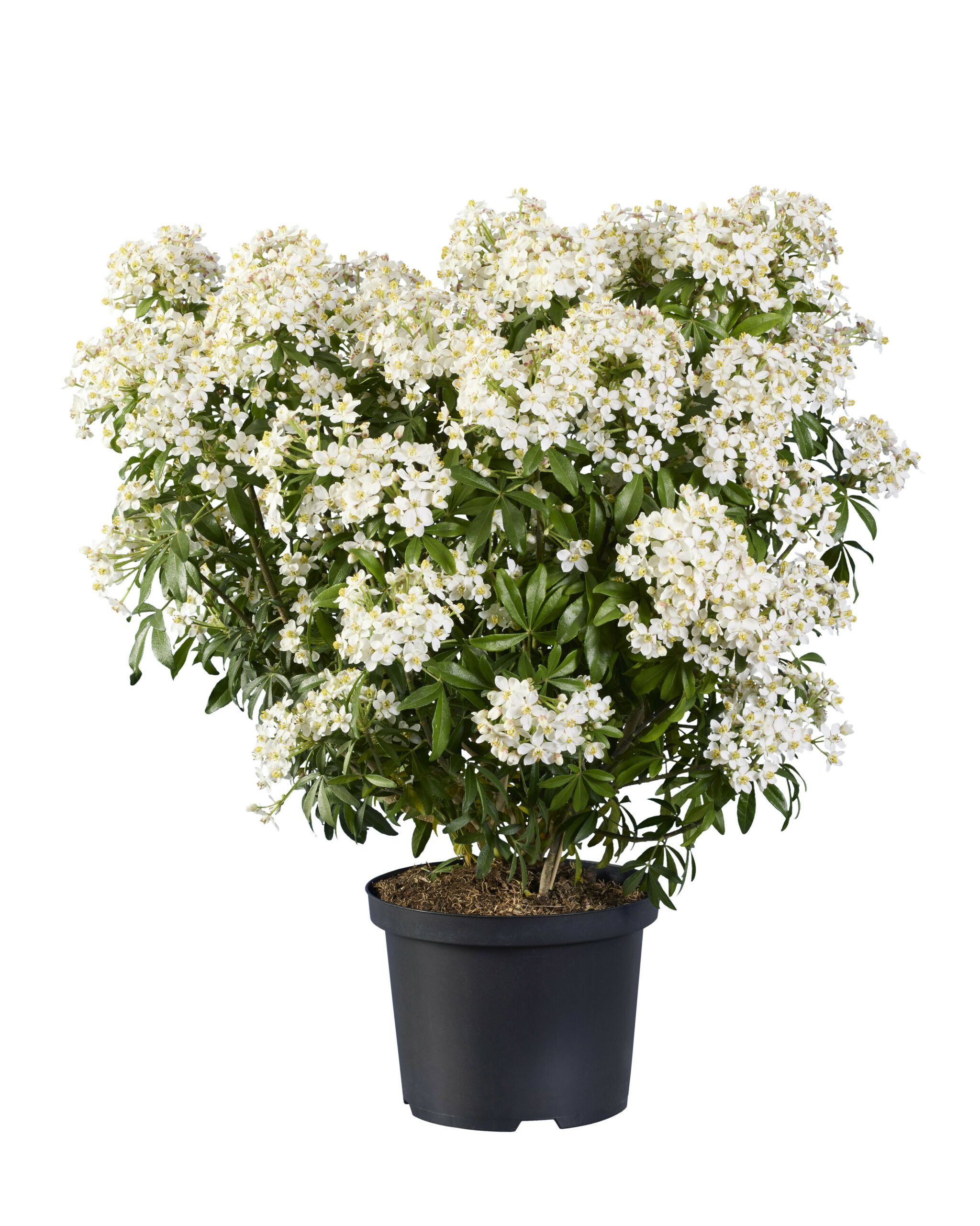 Choisya Greenfingers 8 scaled 5018e255