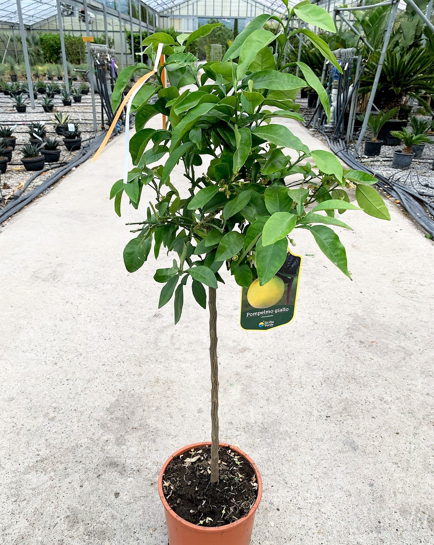 1619529827 0112df3a88e63569f2a9b194590a614307487c60f8 51d4d23c