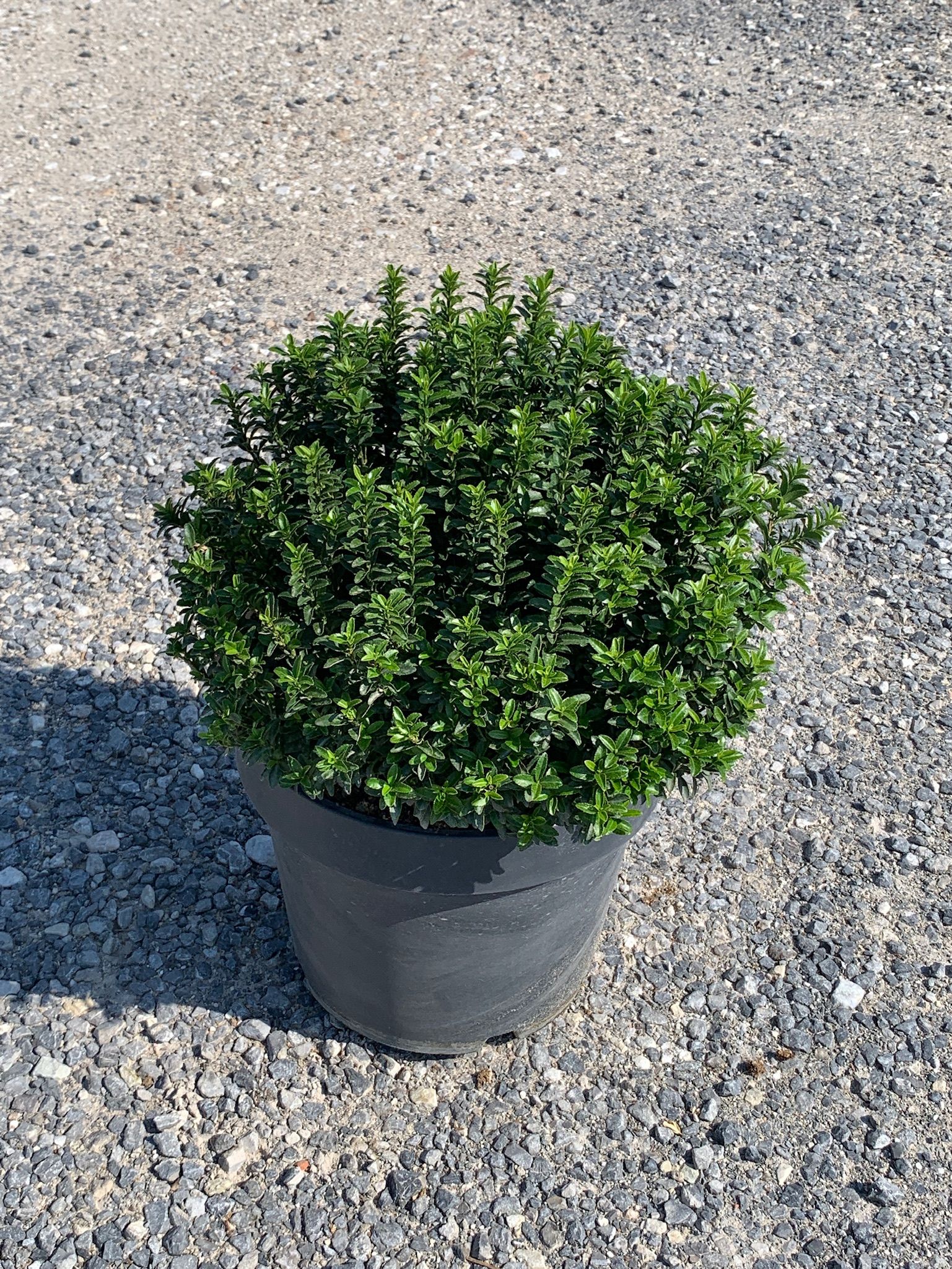 1629973276 01a17504774f78571841cc722527040ea297112f07 512f6b12