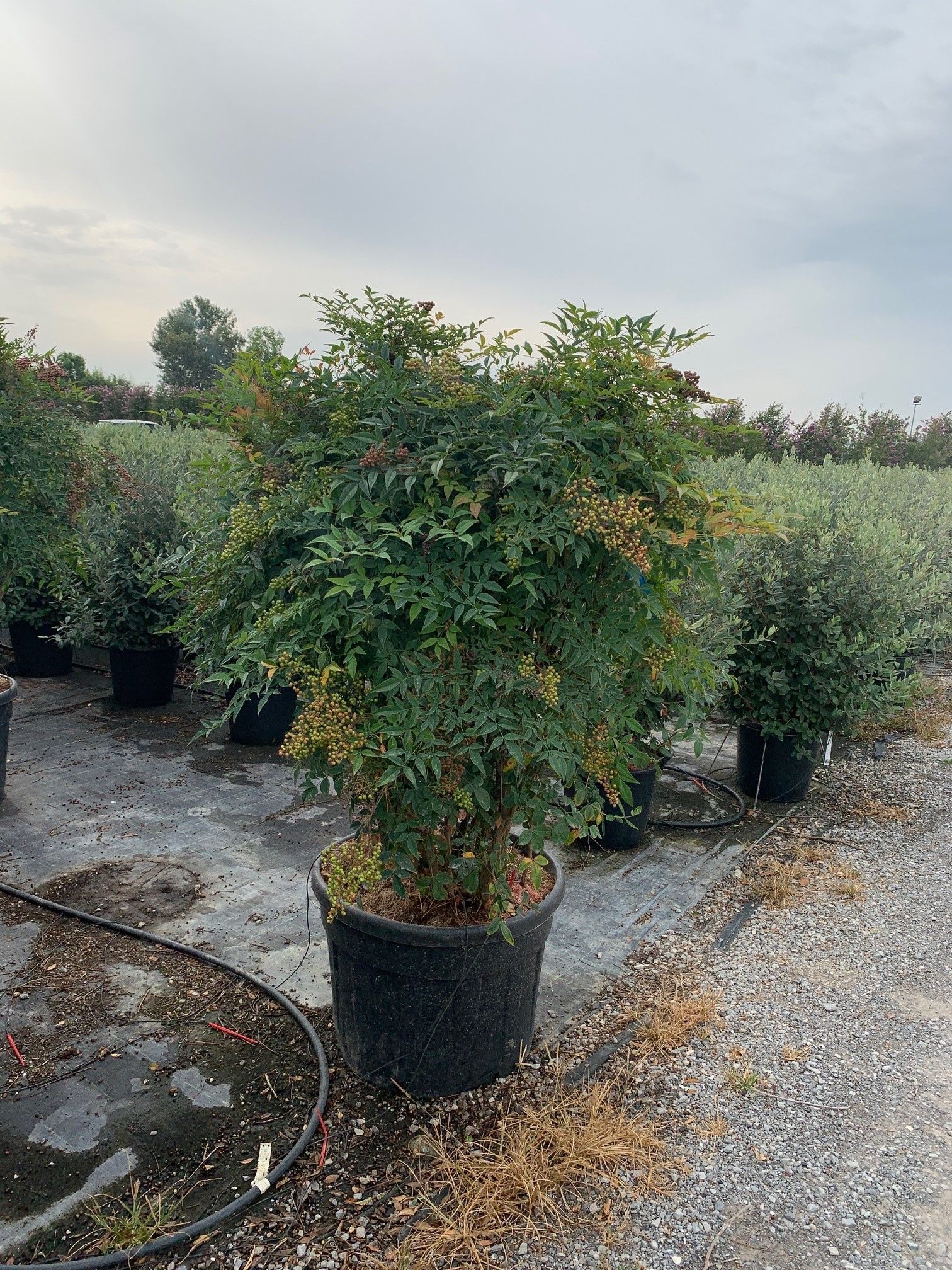 1637252615 nando 51a40356