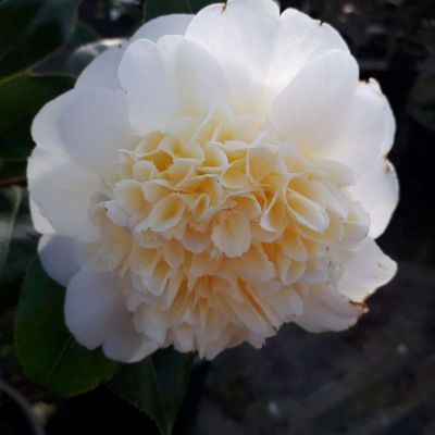 CAMELLIA japonica 'Brushfields Yellow'