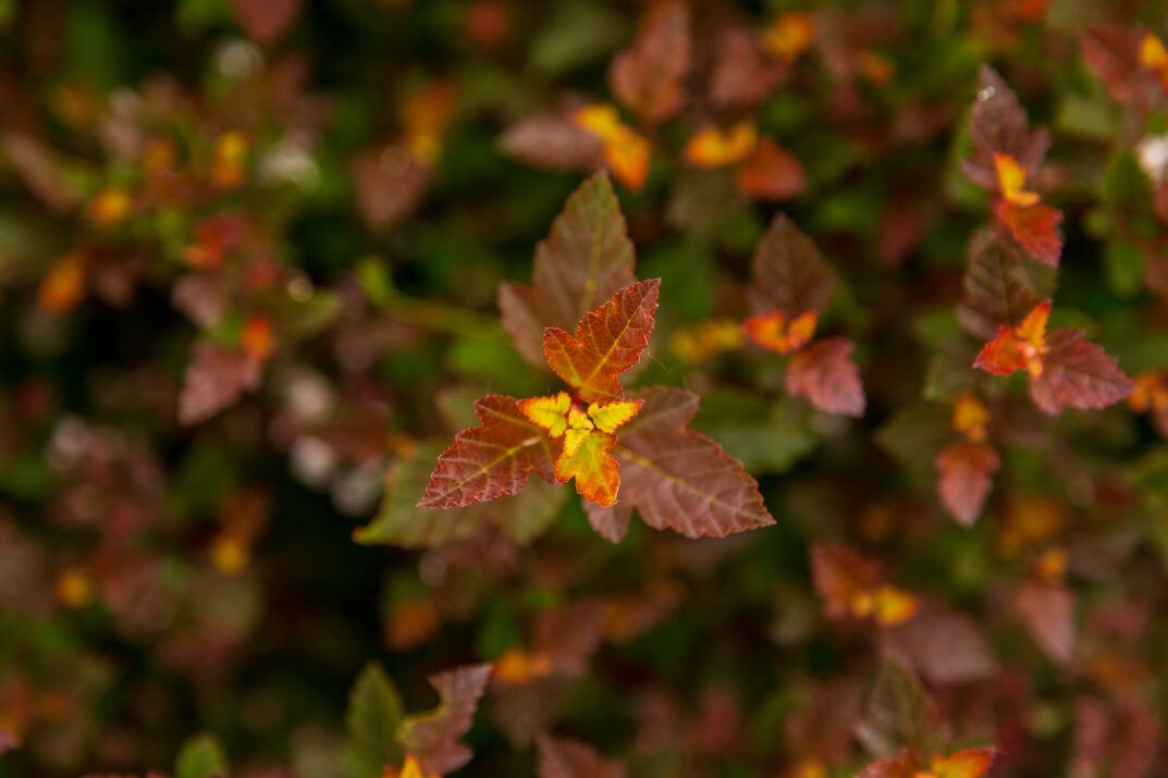 PHYSOCARPUS opalifolius 'Spicy Devil' FE ®