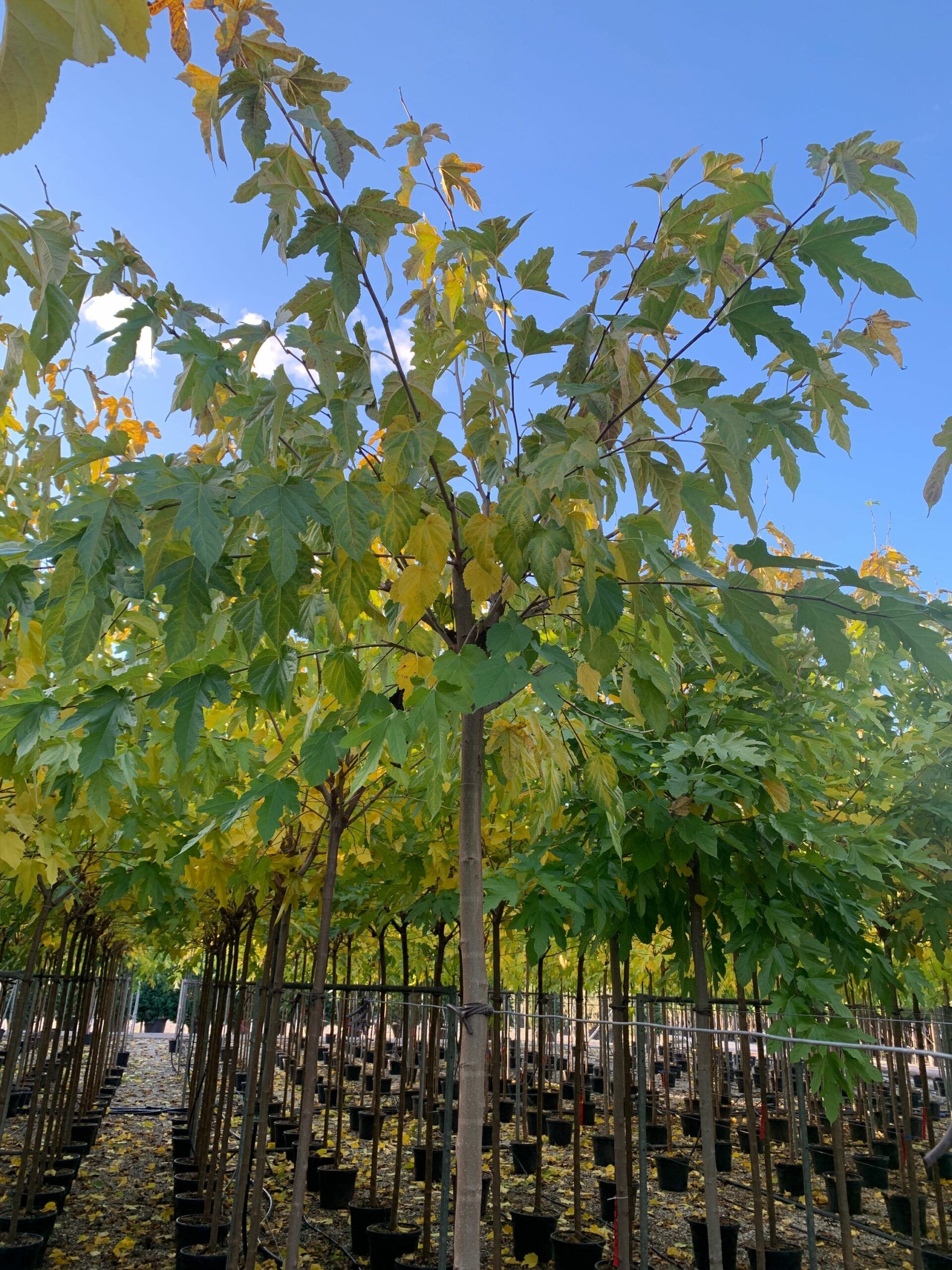 1636383527 scaled 525001ce